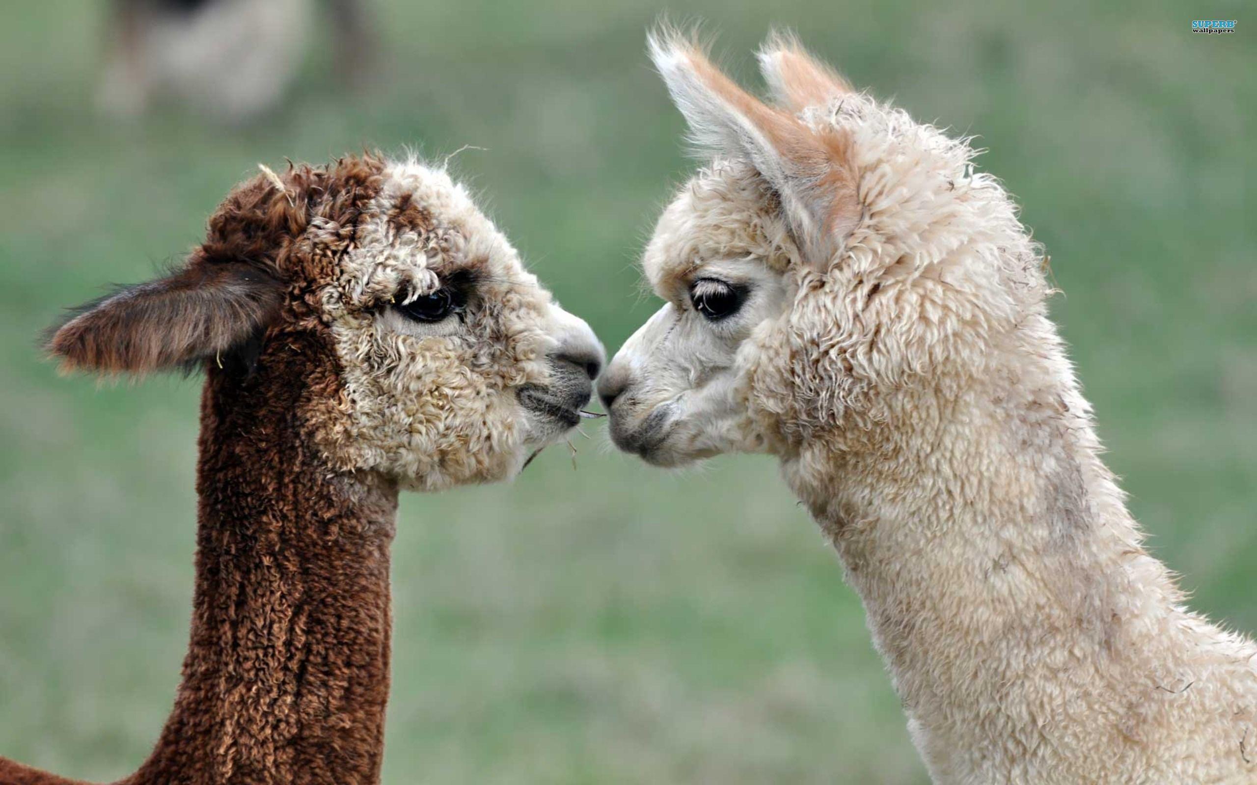 2560x1600 Alpacas Love Ur Differences. Cute animals, Animal lover, Fun facts about animals