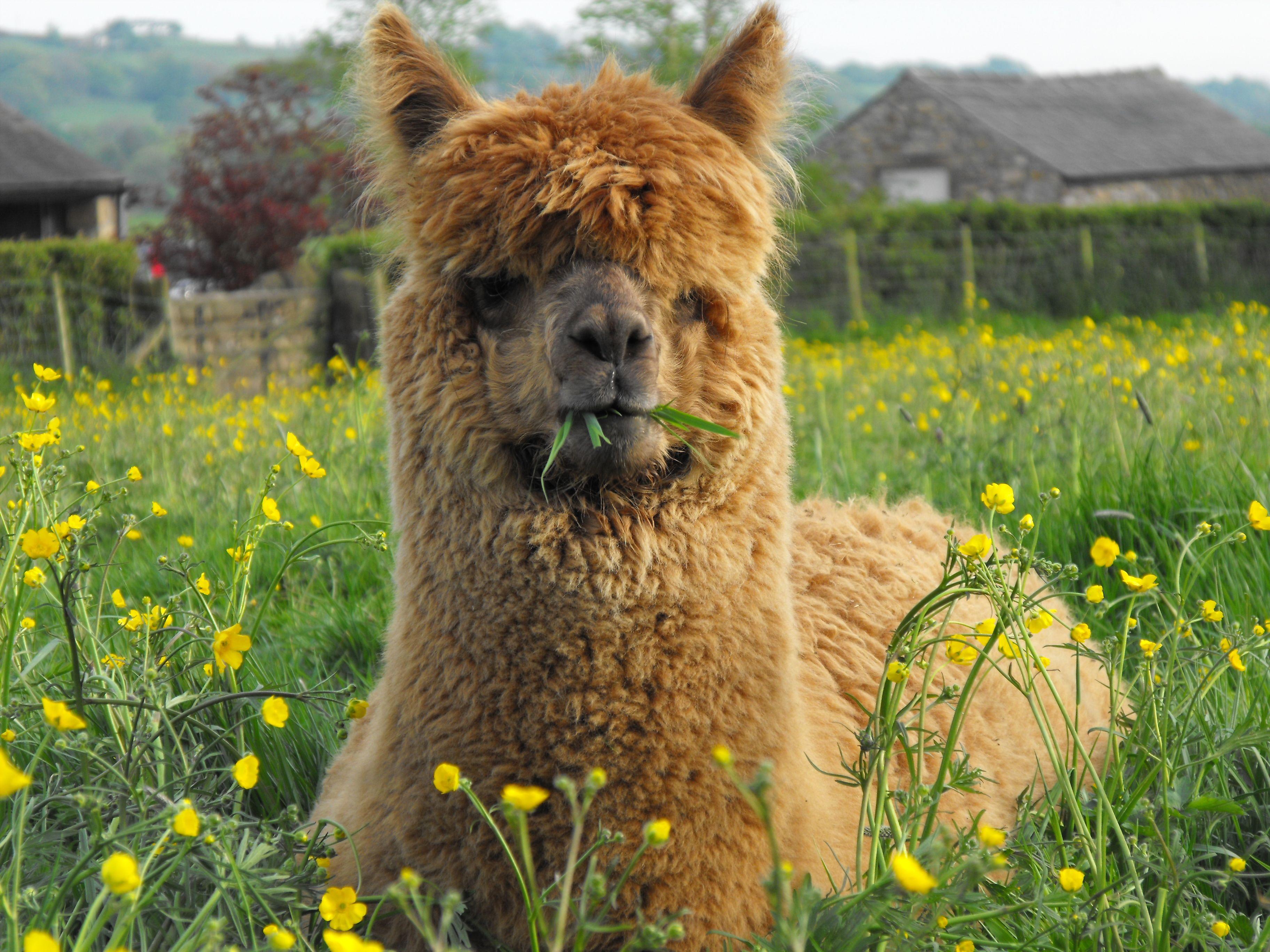 3648x2736 Alpaca High Resolution HD Wallpaper