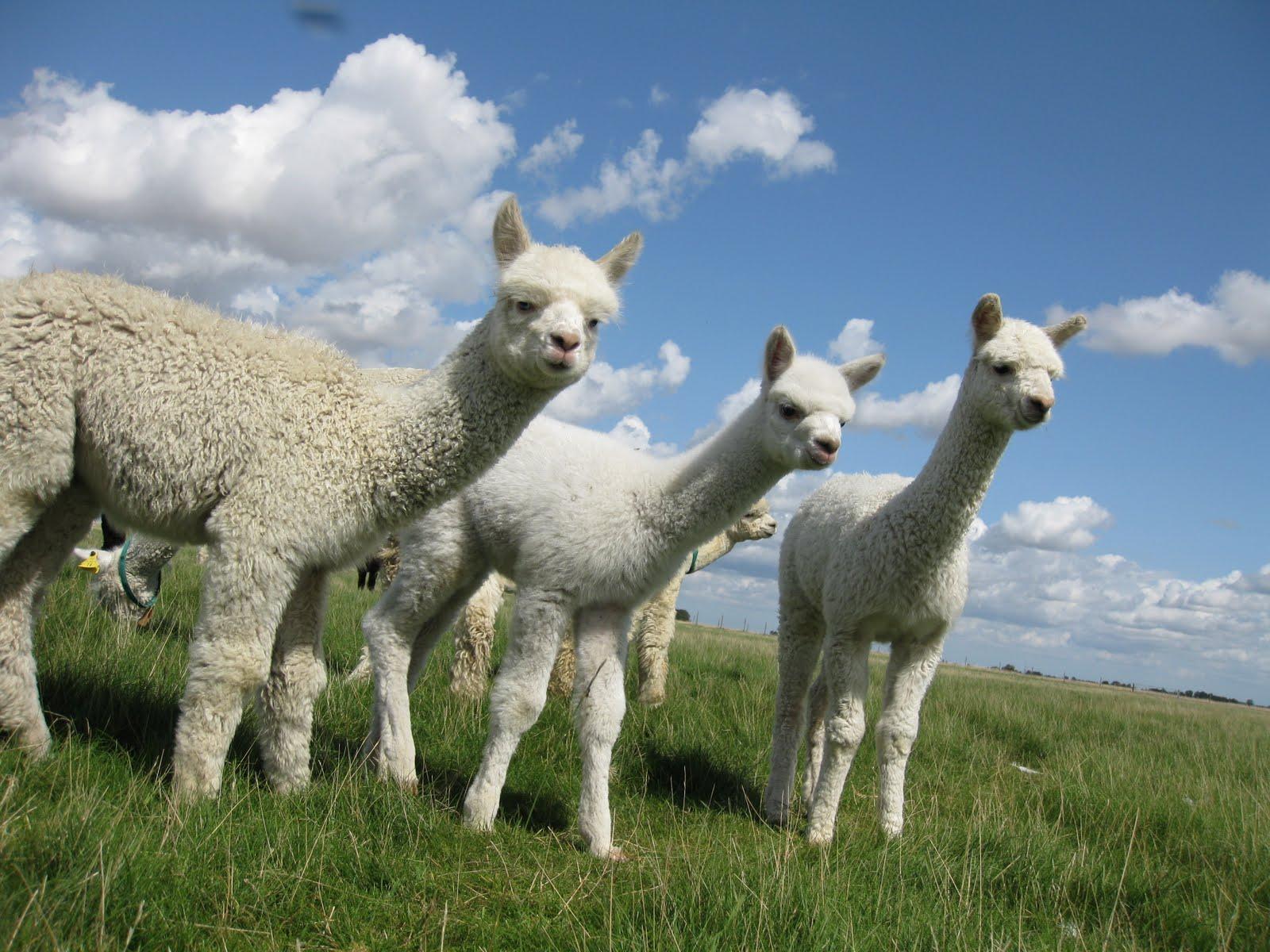 1600x1200 Llama Computer Wallpaper