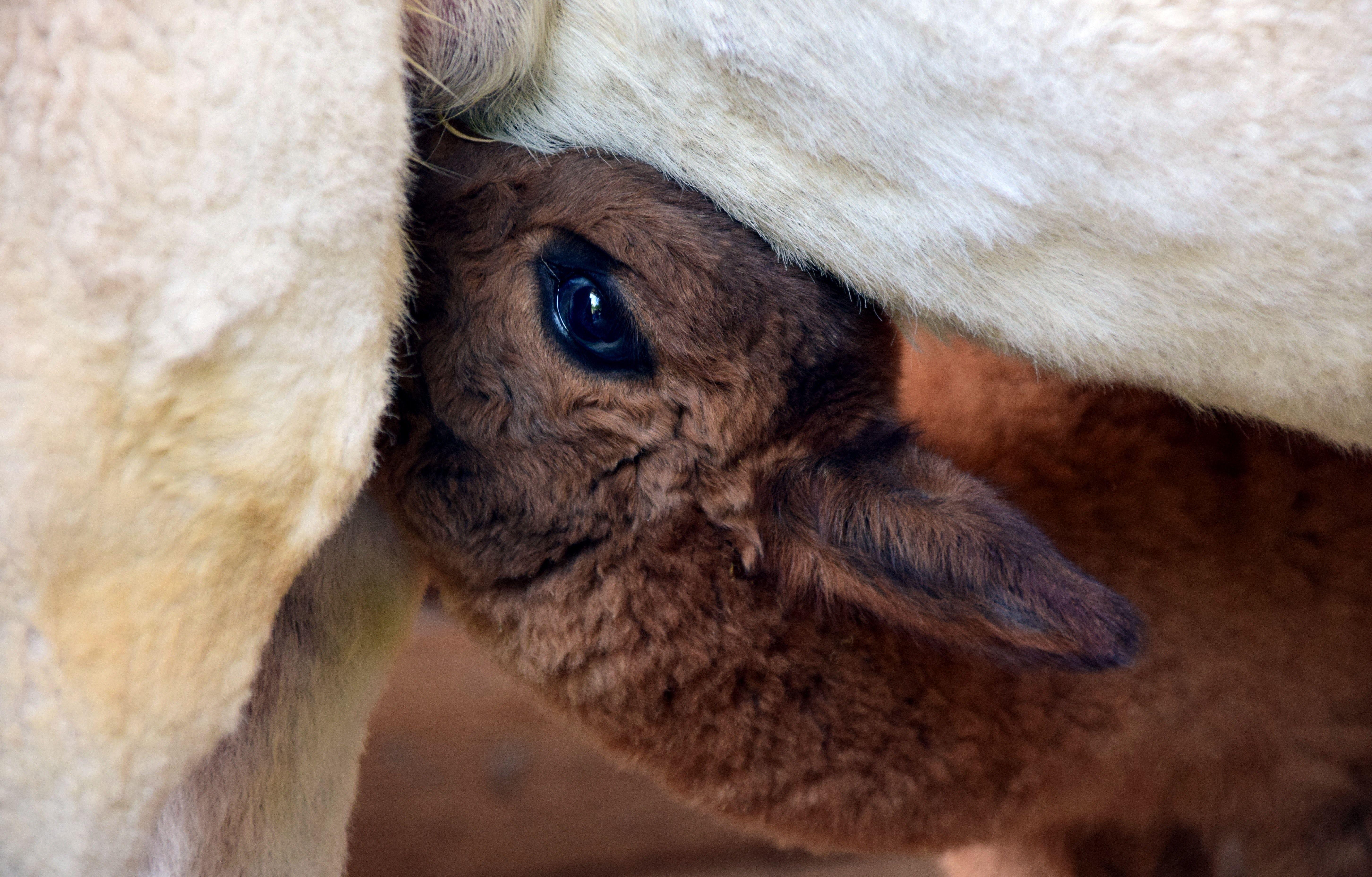 5808x3712 Free of alpaca, alpaca baby, alpaca breeding