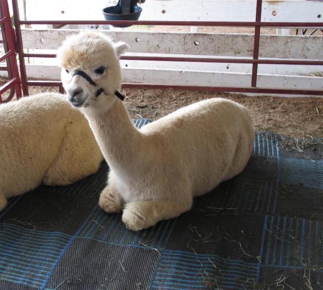 1079x969 Baby Alpaca Wallpaper Picture HD for Android