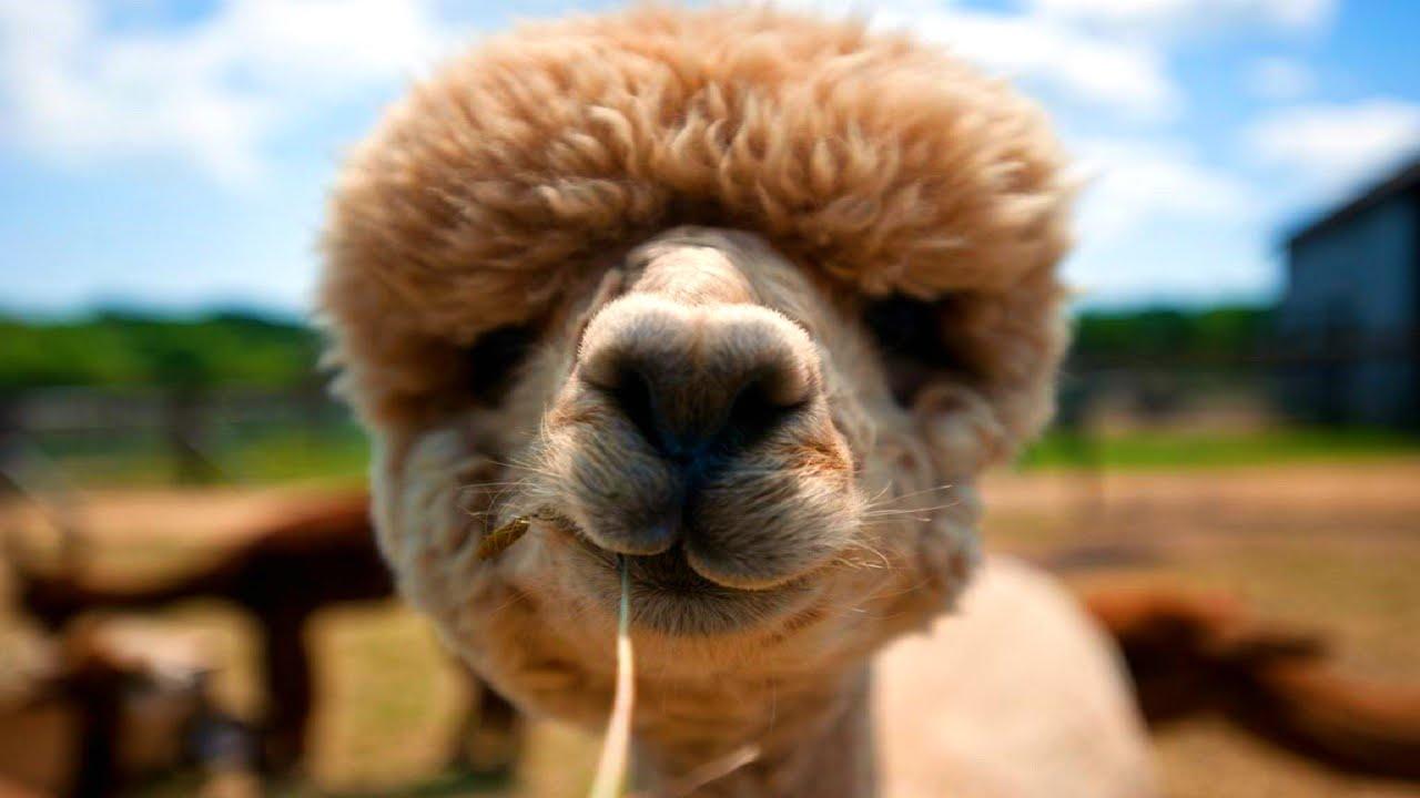 1280x720 Alpaca Desktop Wallpaper