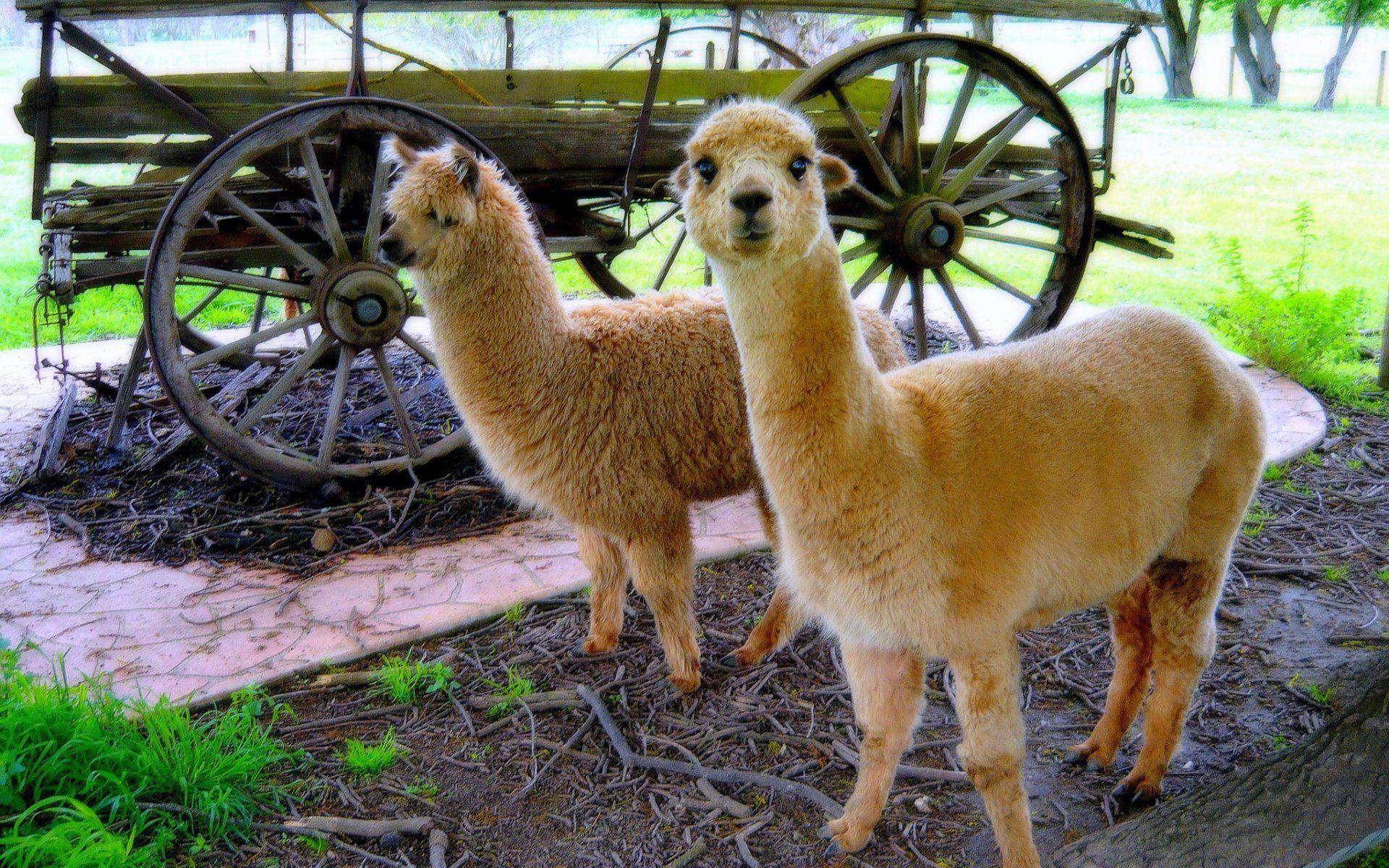 1920x1200 Two Baby Alpaca HD Wallpaper Free HD Wallpaper Image Photo Pics