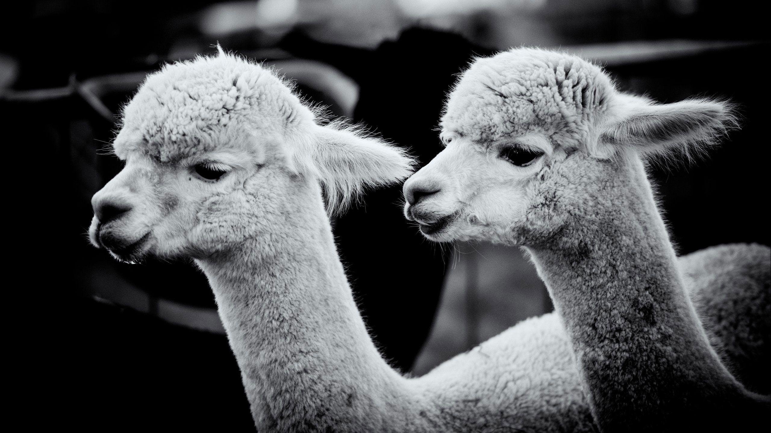 2560x1440 Two Baby Alpaca Full HD Wallpaper Free HD Wallpaper Image Photo Pics
