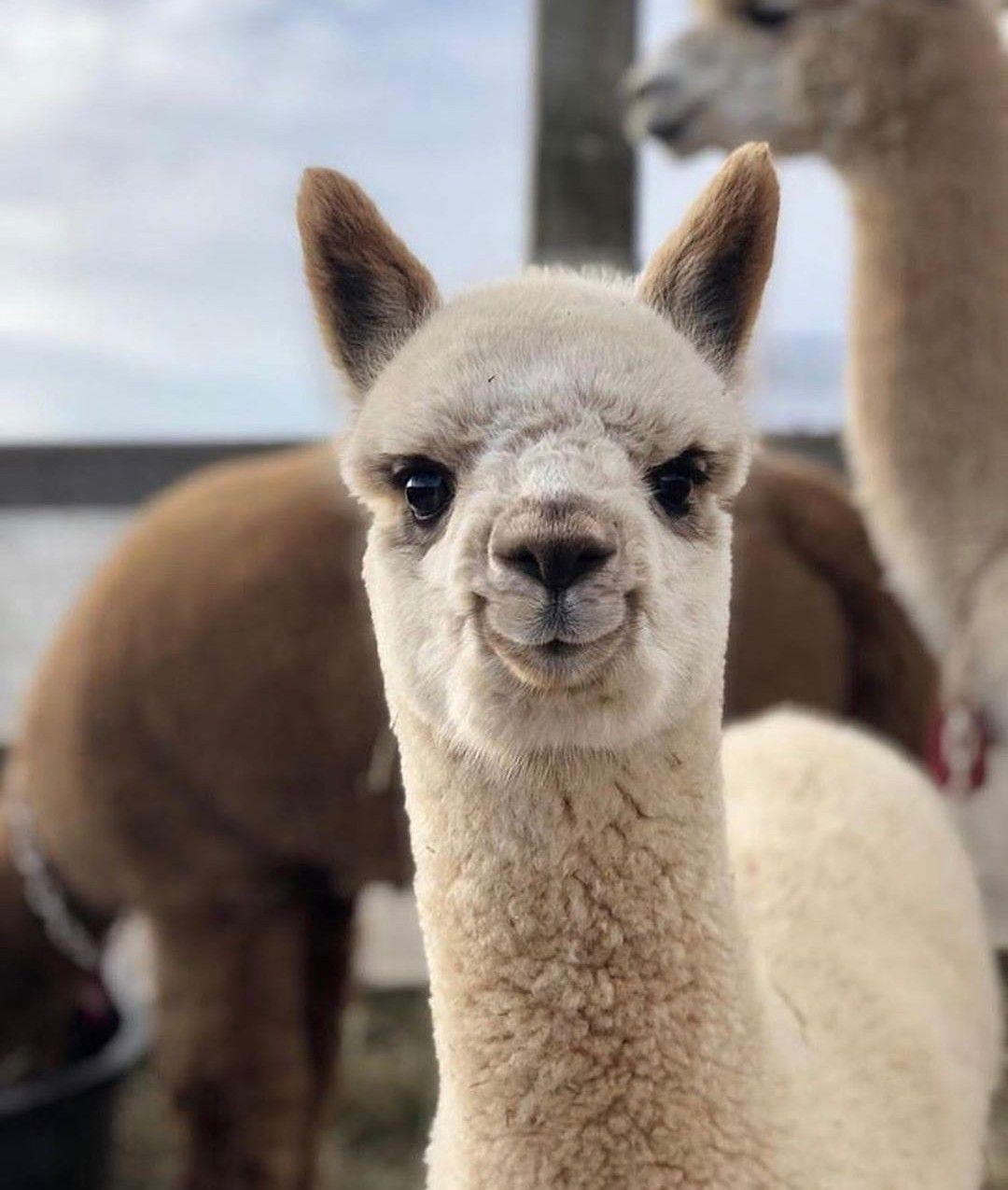 La lama. Лама альпака гуанако Викунья. Бэби альпака. Ламы и альпаки. Альпака, вид ламы.