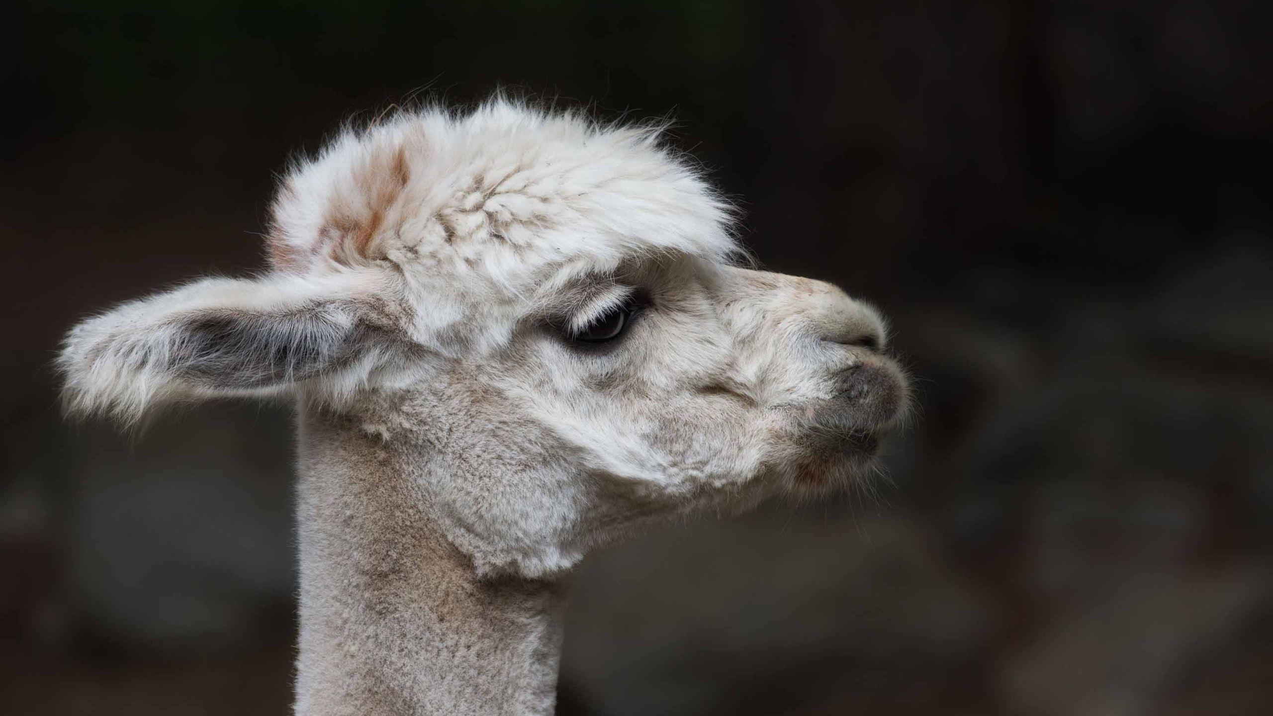 2560x1440 Alpaca Sheared Mac Wallpaper Download