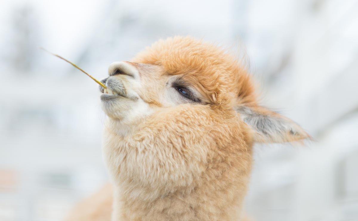 1200x742 Alpaca Animal Picture