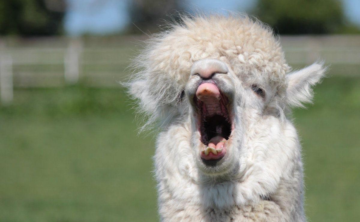 1200x741 Alpaca Wallpaper
