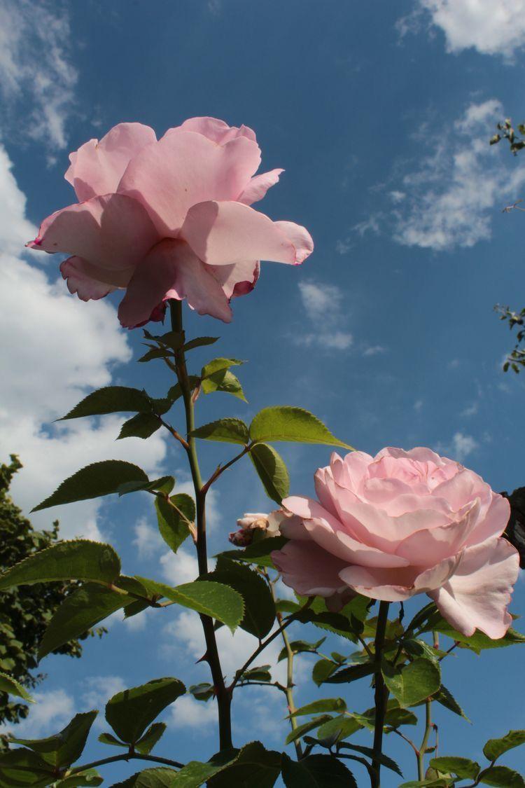 750x1125 Aesthetic Green Floral HD Wallpaper