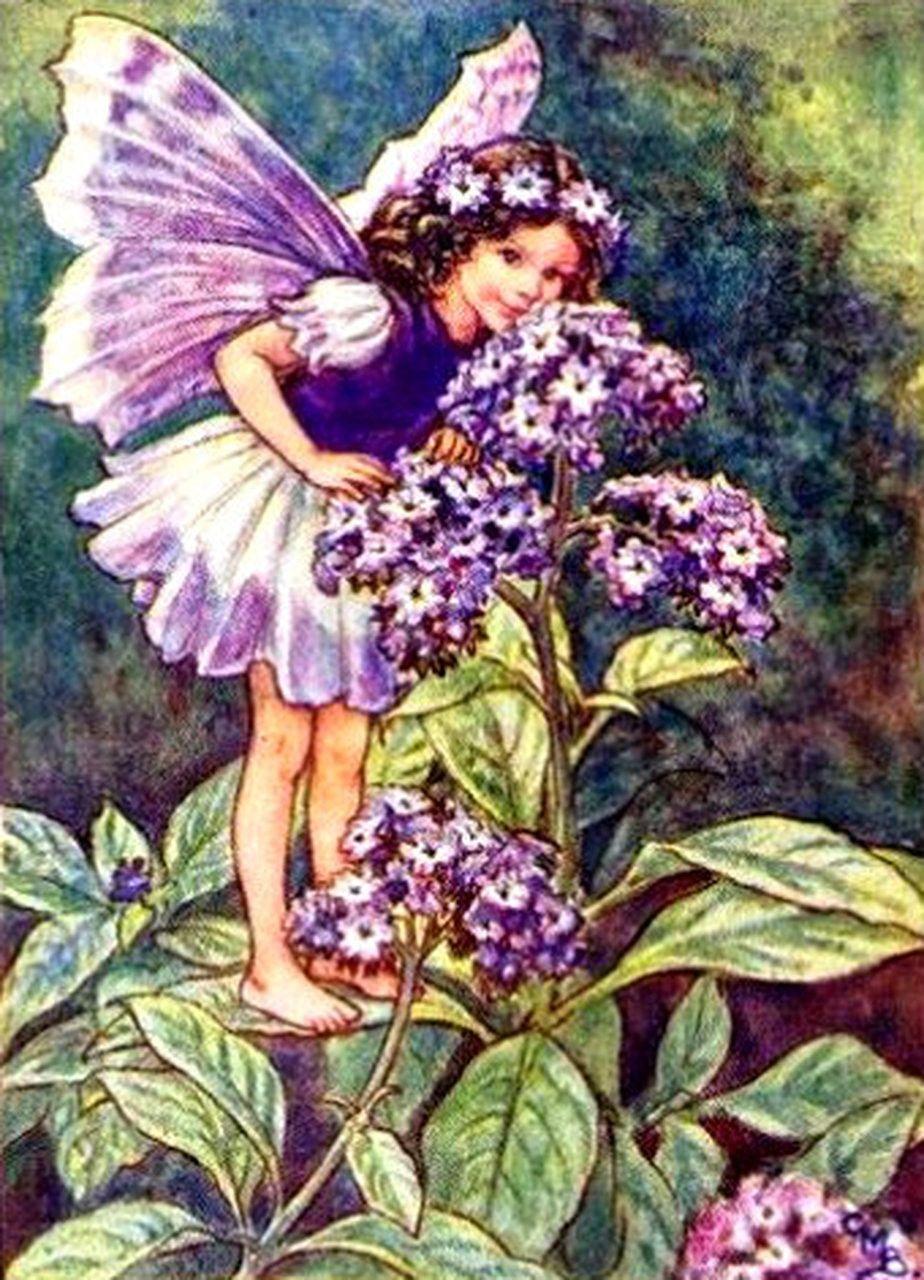 924x1280 The Heliotrope Flower Fairy Canvas