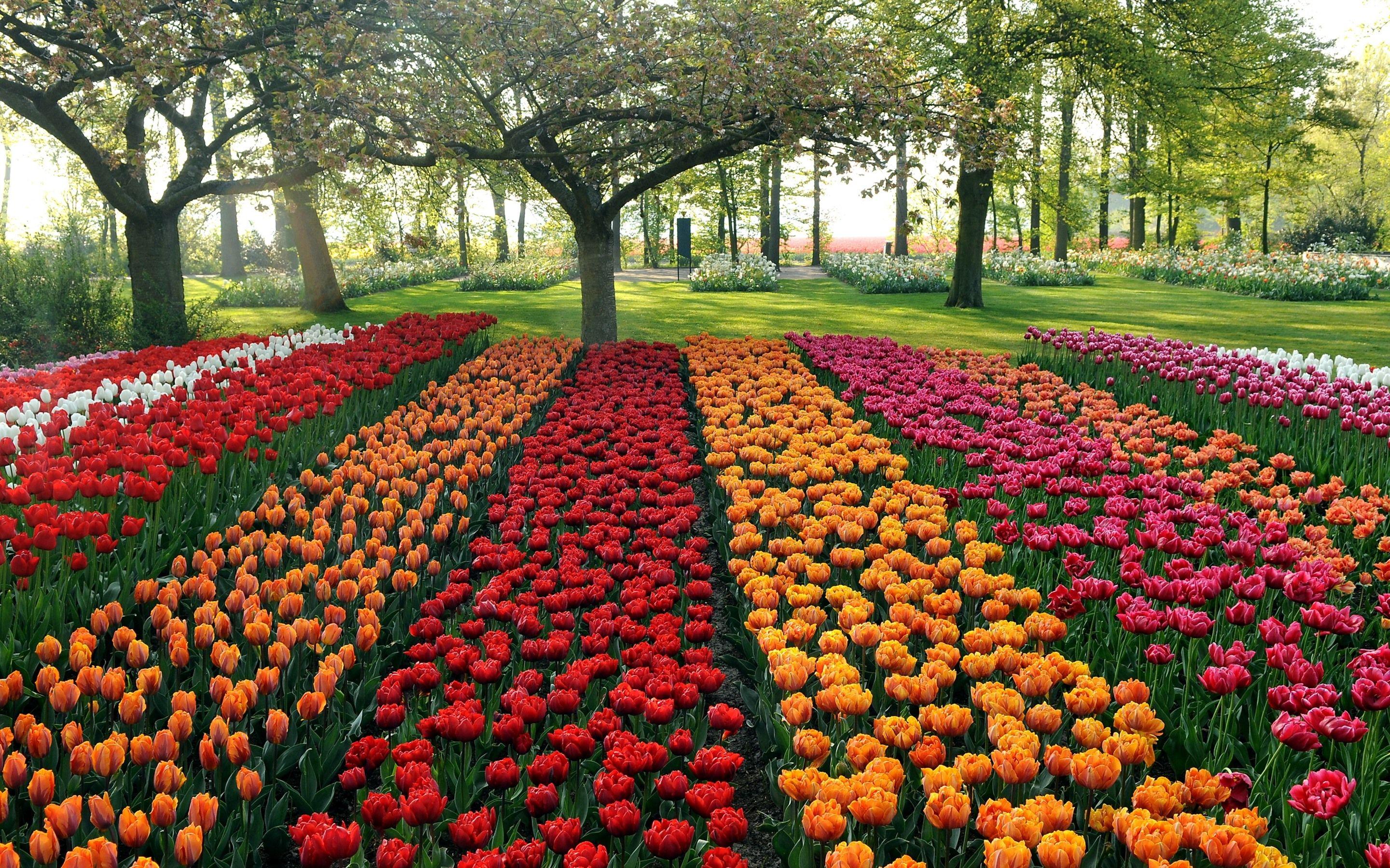 2880x1800 Wallpaper Garden, colorful tulips, trees 2880x1800 HD Picture, Image