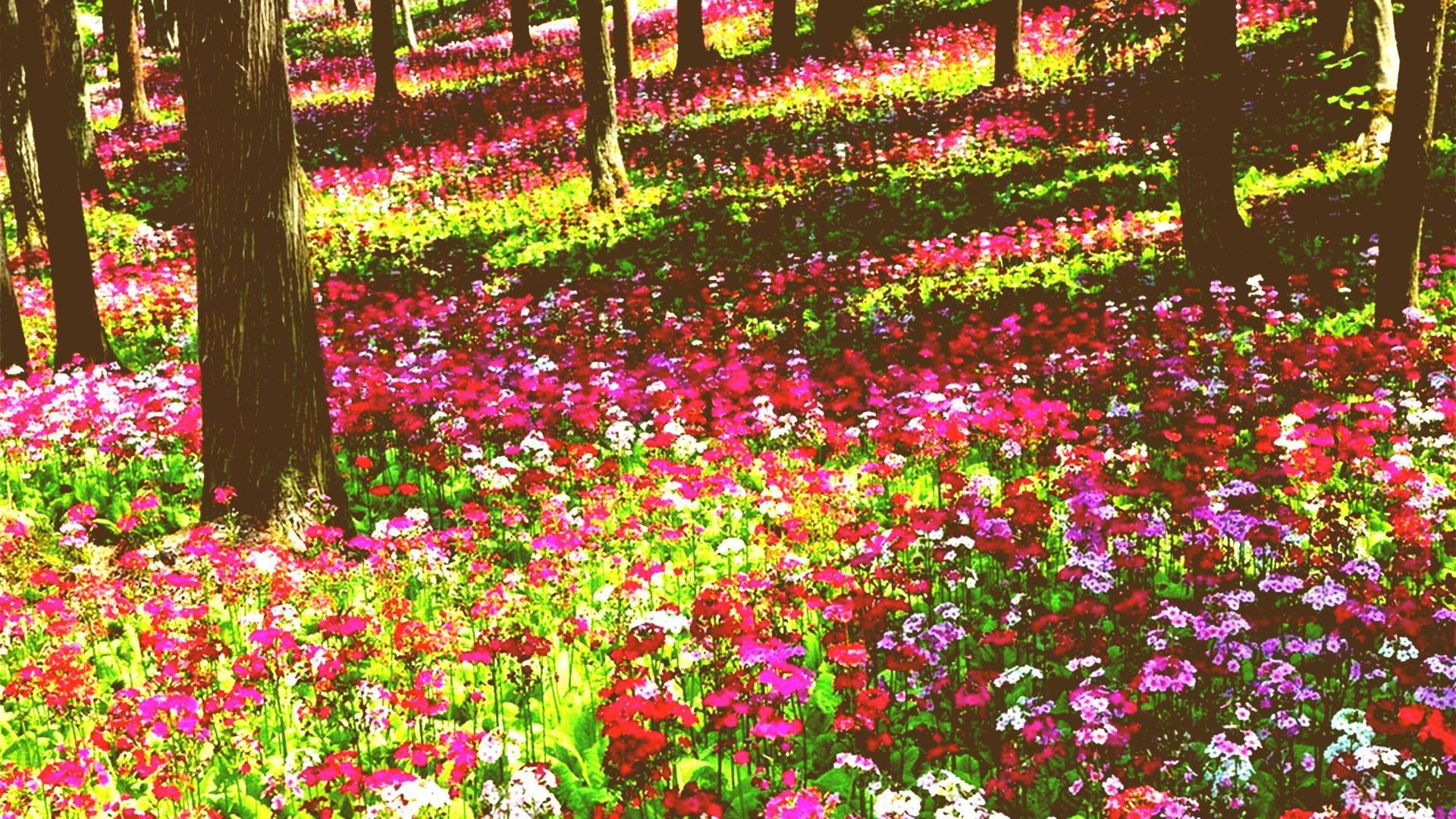 1920x1080 Garden Colors Wallpaper