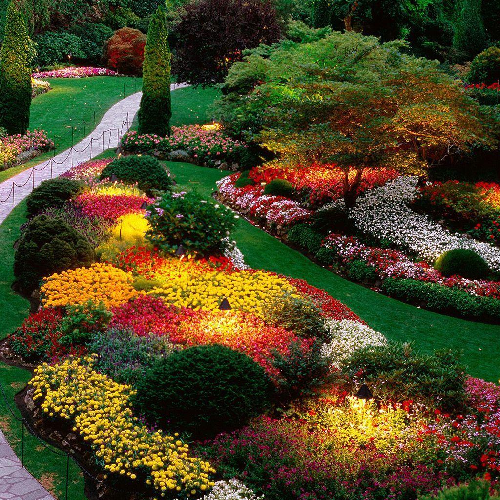 1024x1024 I love the use of yellow in the center to create the illusion of light. Beautiful gardens, Beautiful flowers garden, Butchart gardens