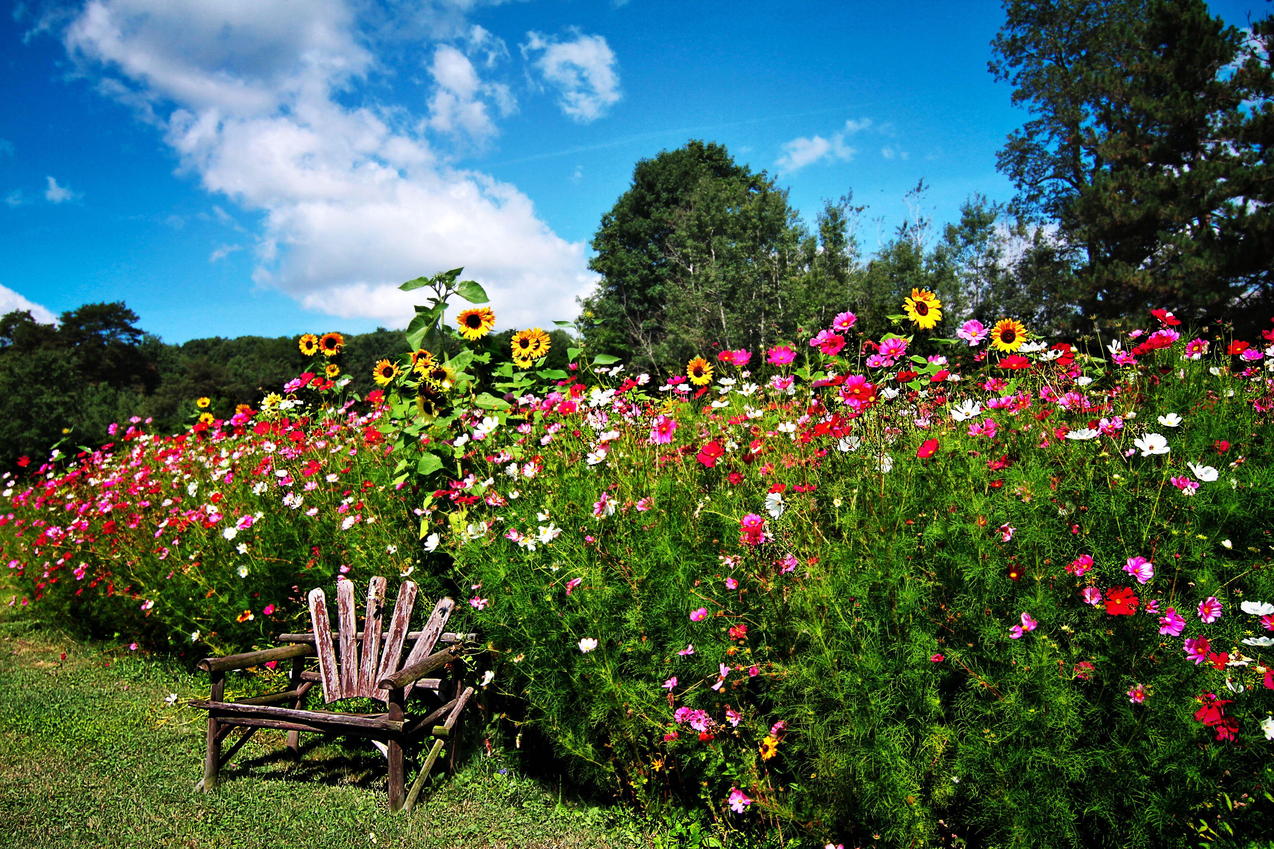 4200x2800 Chair Colorful Colors English Garden Flower Garden Spring Wallpaper:4200x2800