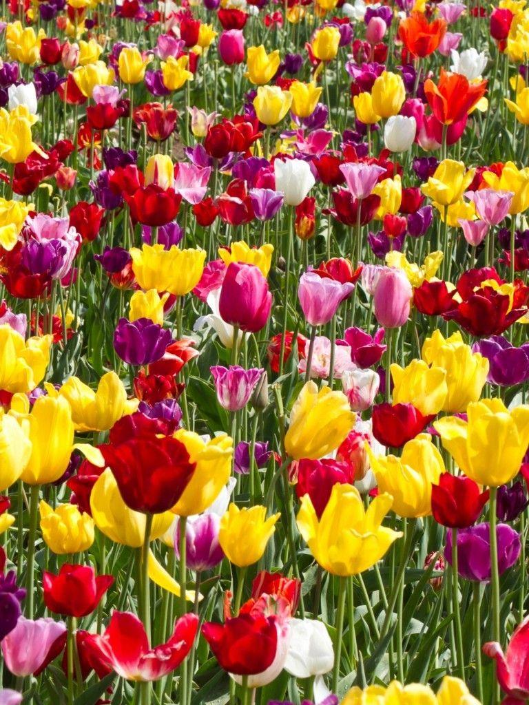 768x1024 Download 768x1024 Tulip Garden, Colorful Flowers Wallpaper for Apple iPad Apple iPad Mini
