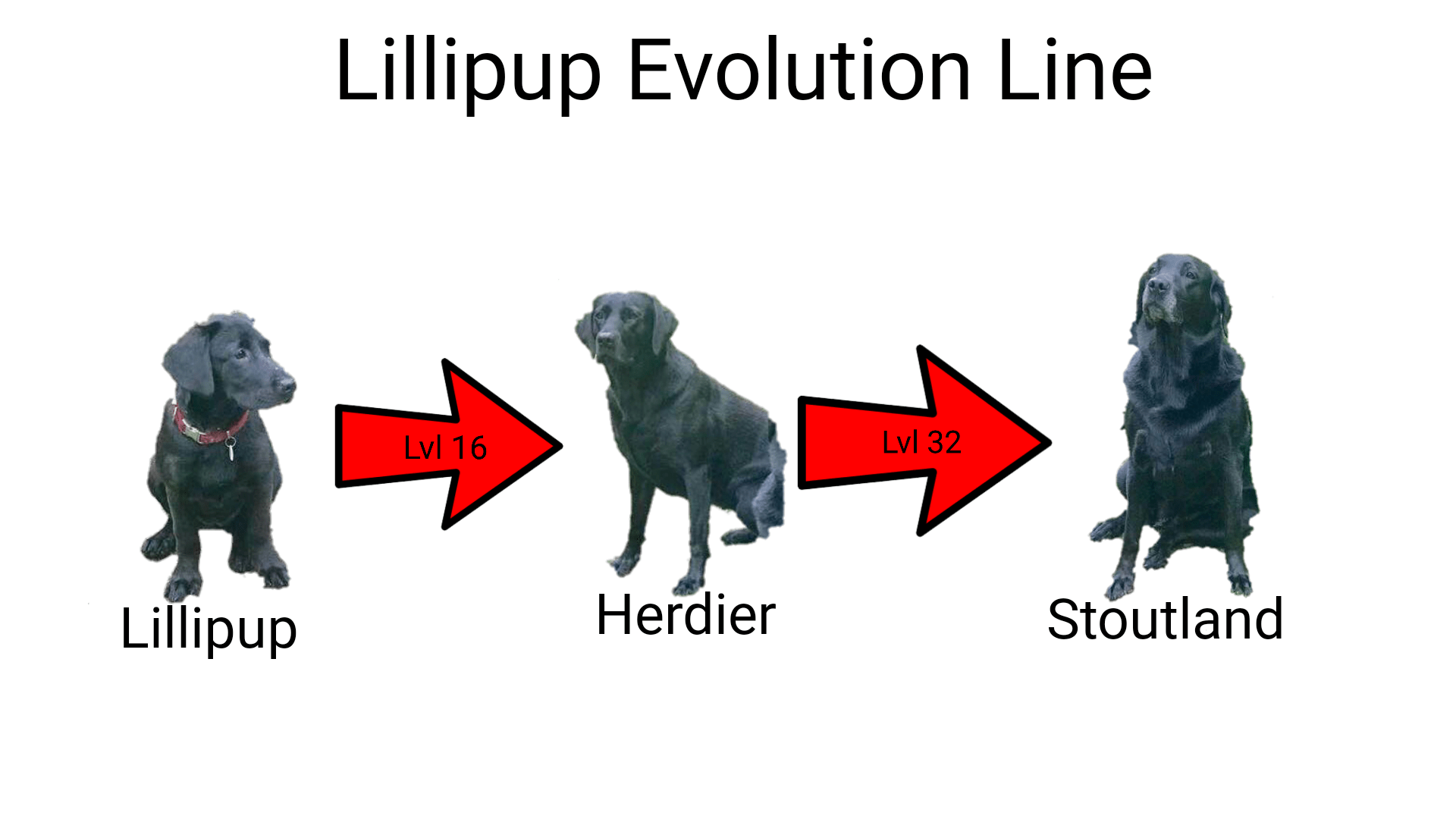1920x1080 Lillipup Evolution Line