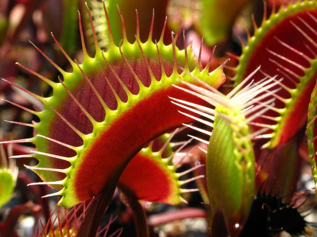 Venus Flytrap Wallpapers - Top Free Venus Flytrap Backgrounds