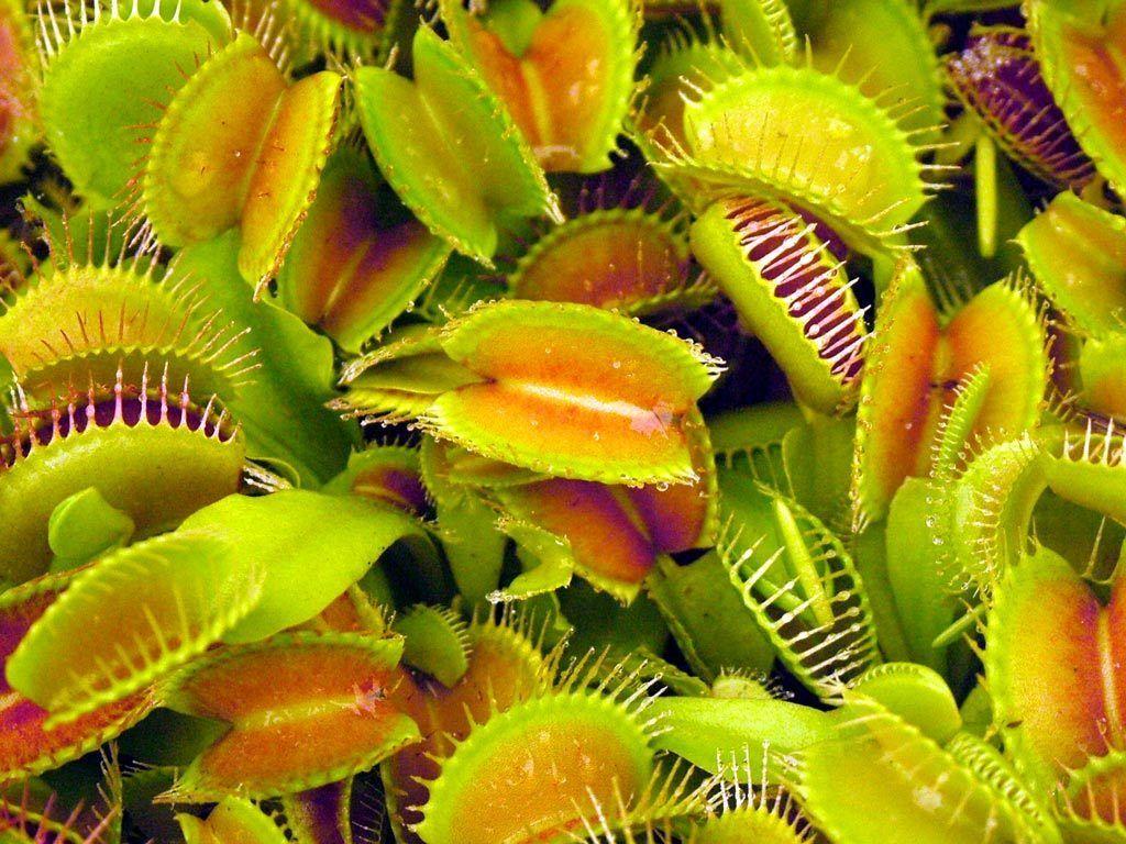 Venus Flytrap Wallpapers - Top Free Venus Flytrap Backgrounds