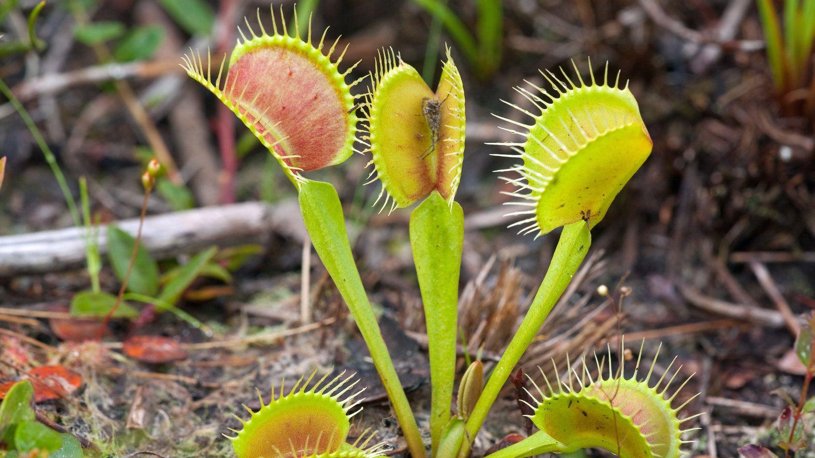 1600x900 Venus Flytraps Need Protection From Poachers in North Carolina