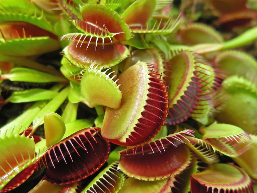 1024x768 Growing carnivorous plants