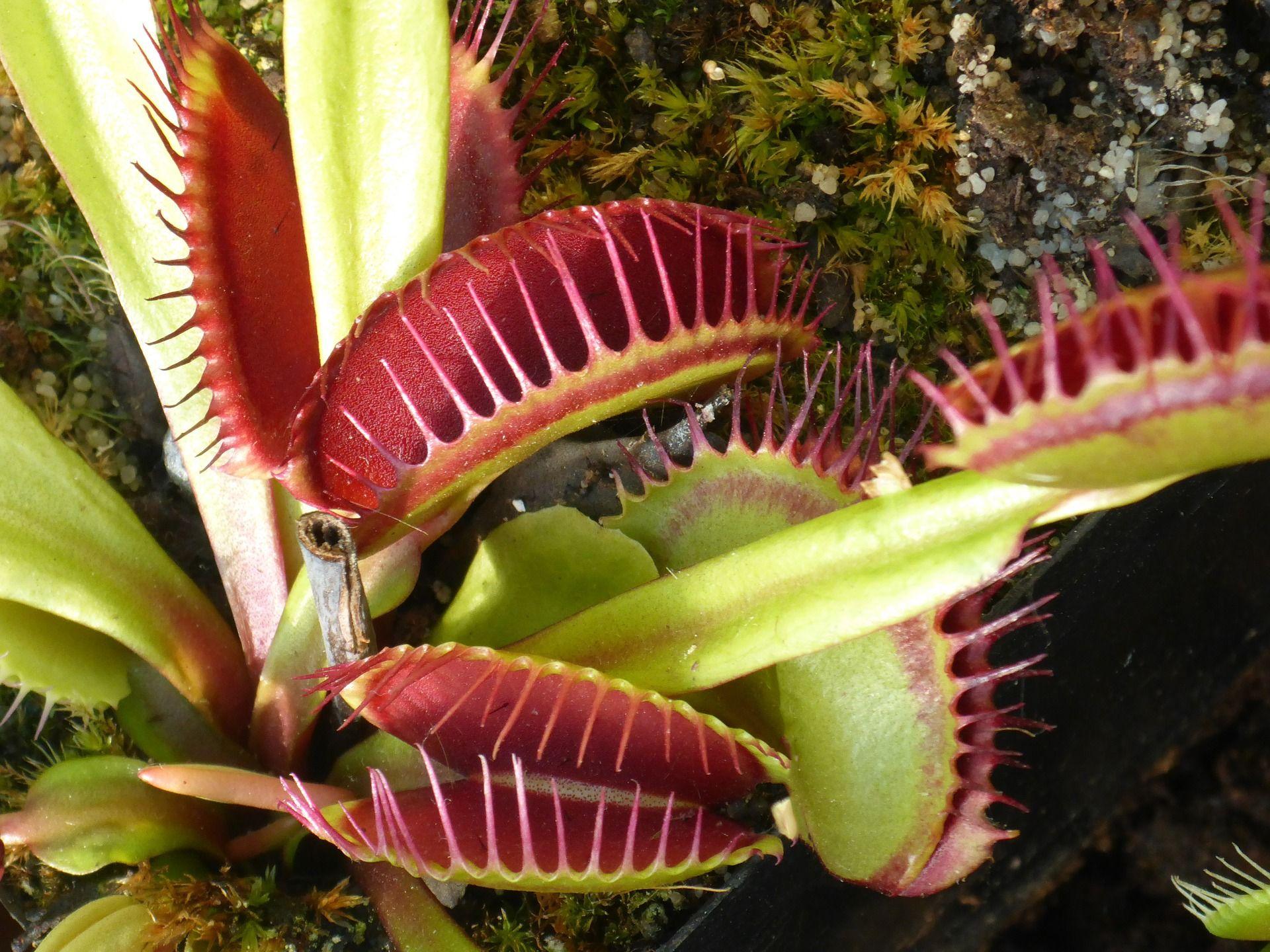 1920x1440 Remembering Prey: The Short Term Memories Of Venus Flytraps In The News
