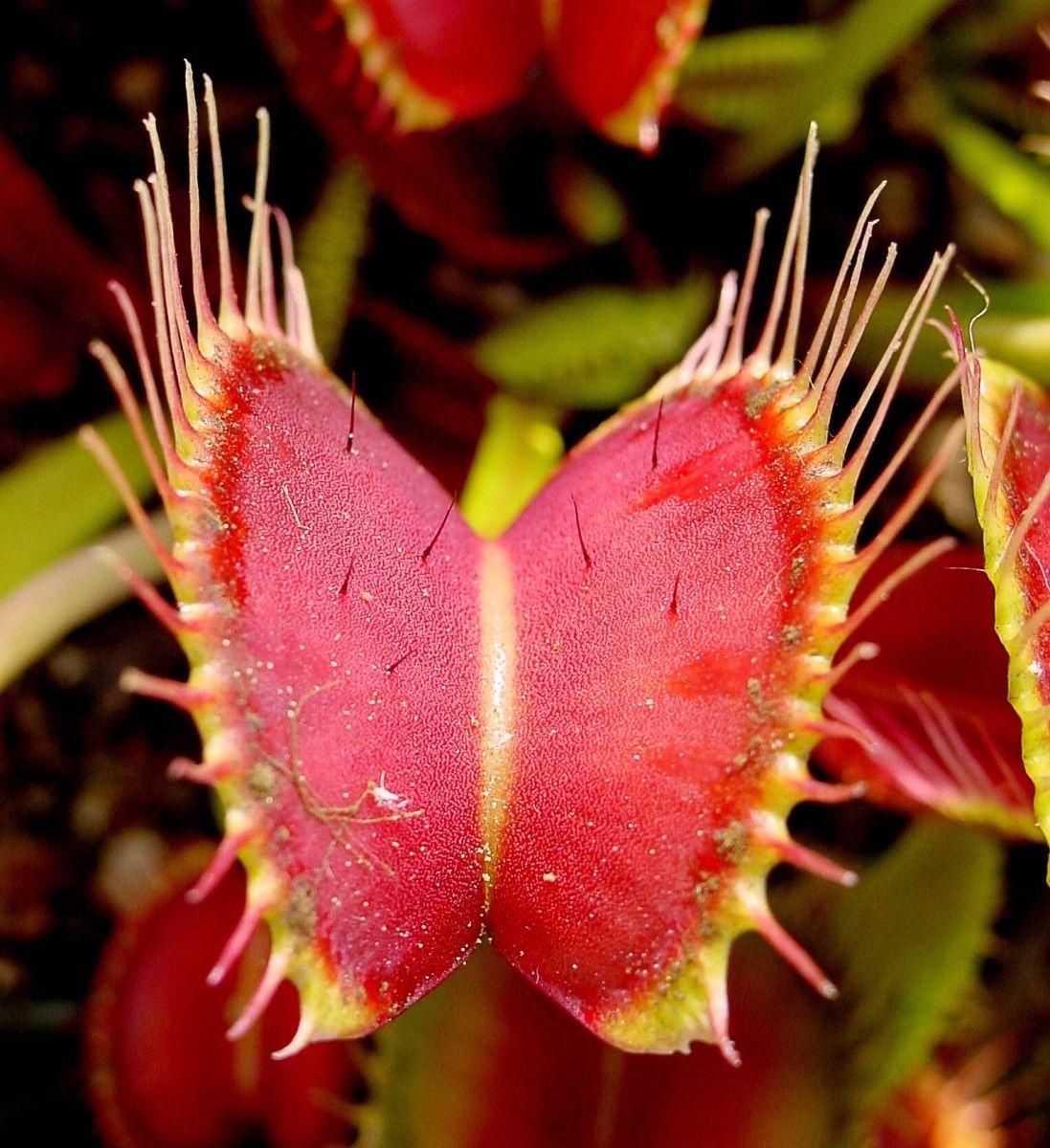 Venus Flytrap Wallpapers - Top Free Venus Flytrap Backgrounds