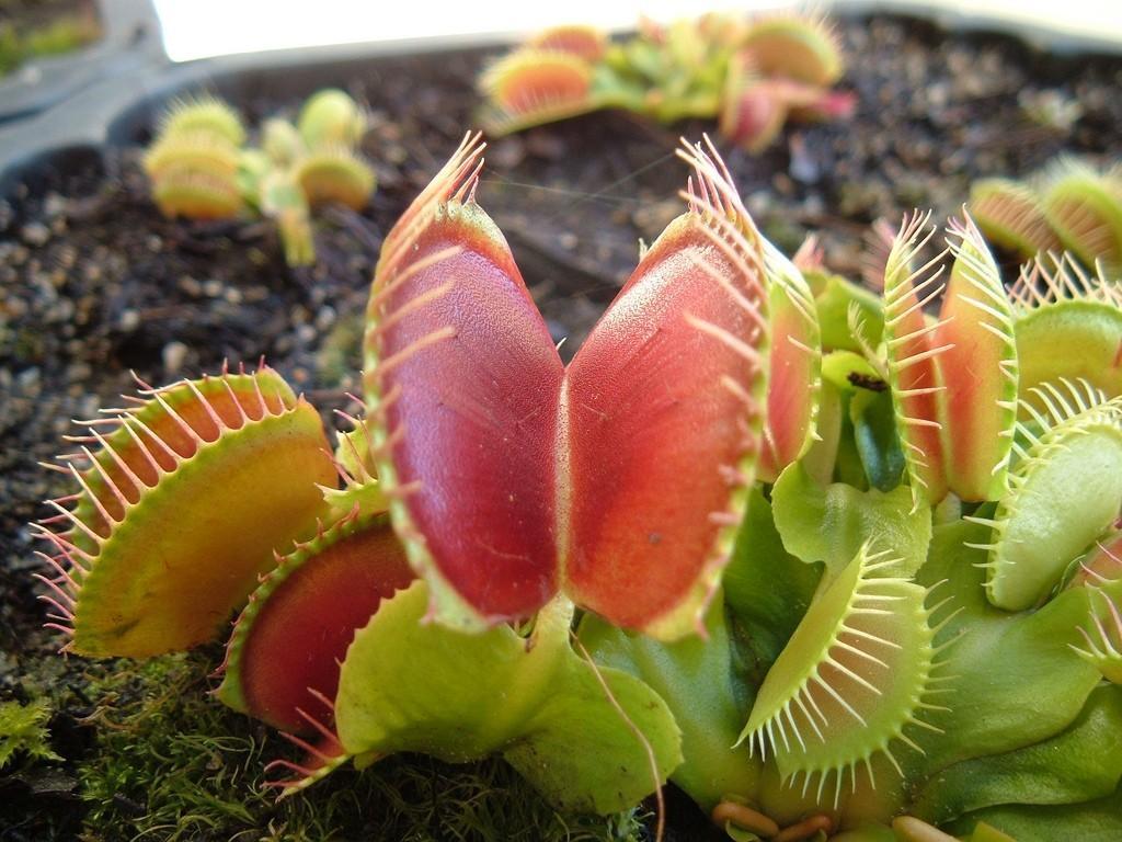 1024x768 Venus Fly Trap Live Wallpaper for Android