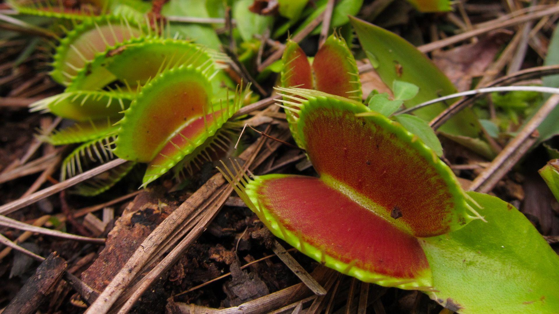 1920x1080 How to Take a Bite Out of Venus Flytrap Poaching • The Revelator