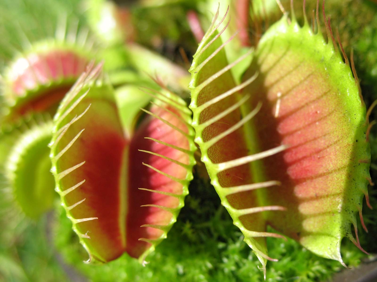 1600x1200 Carnivorous plant