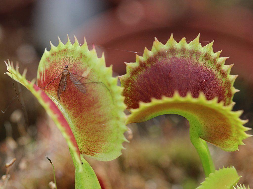 Venus Flytrap Wallpapers - Top Free Venus Flytrap Backgrounds