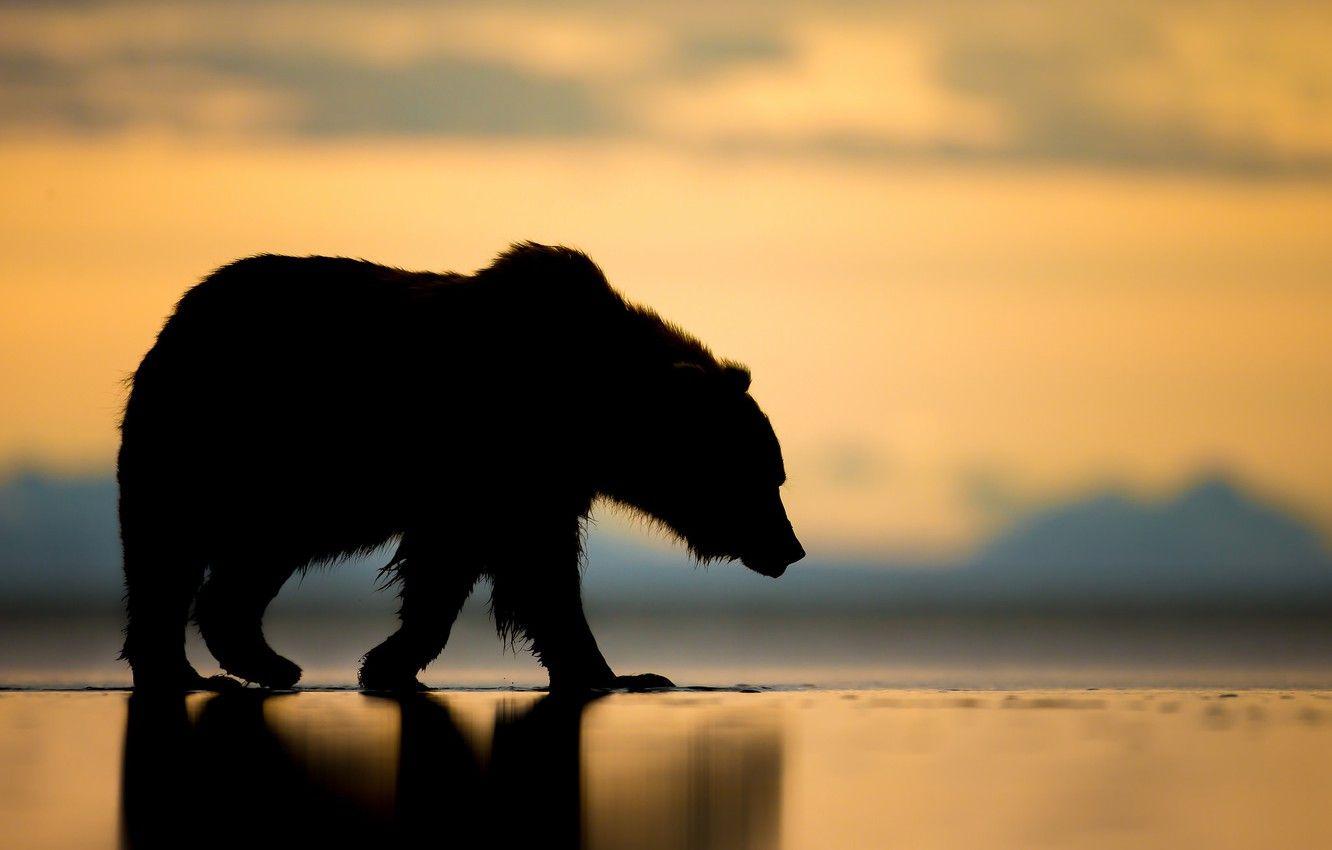 1332x850 Wallpaper sunset, bear, Alaska, silhouette, the Bruins image for desktop, section животные