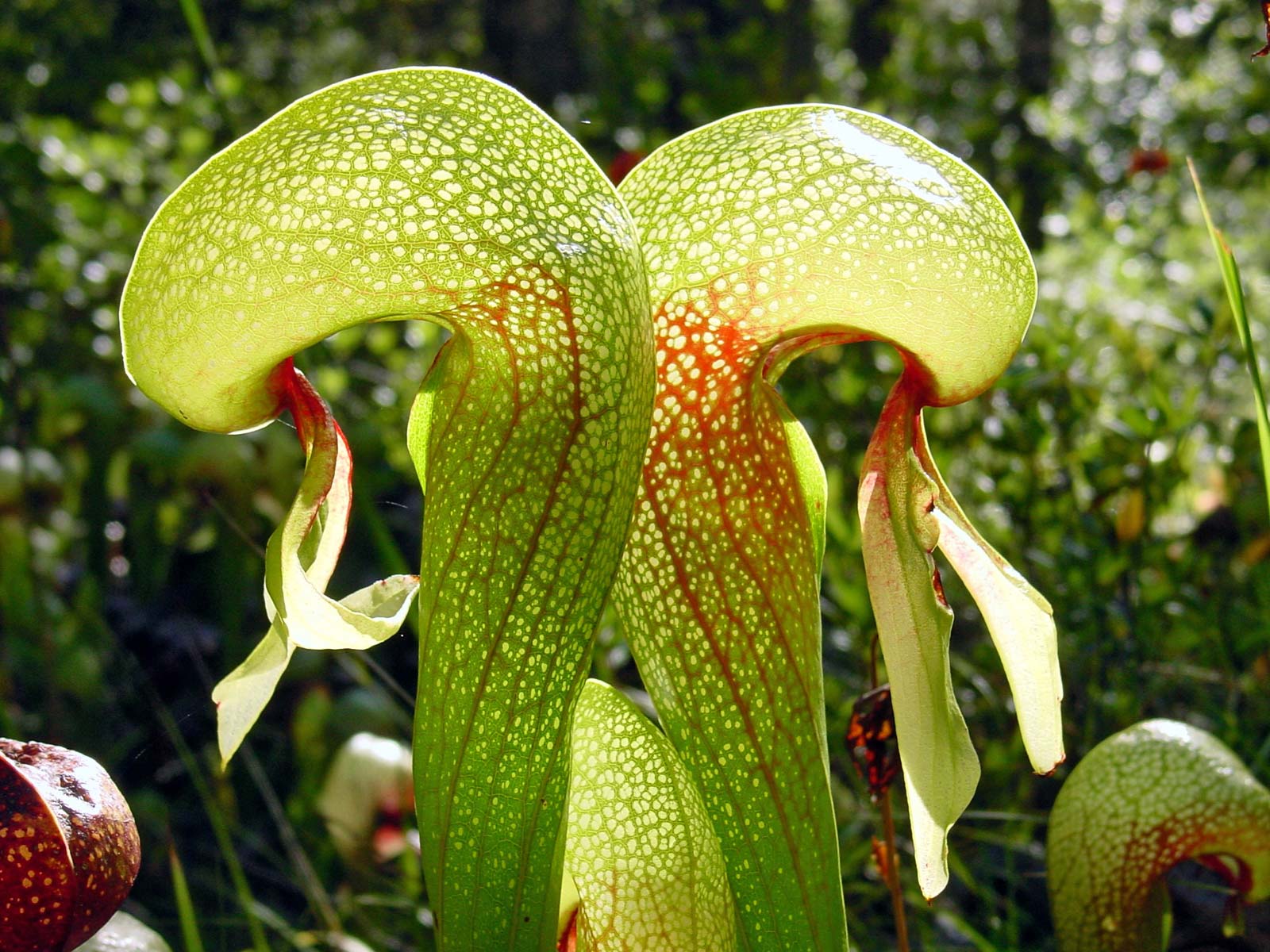 1600x1200 Venus flytrap. Description, Diet, & Facts