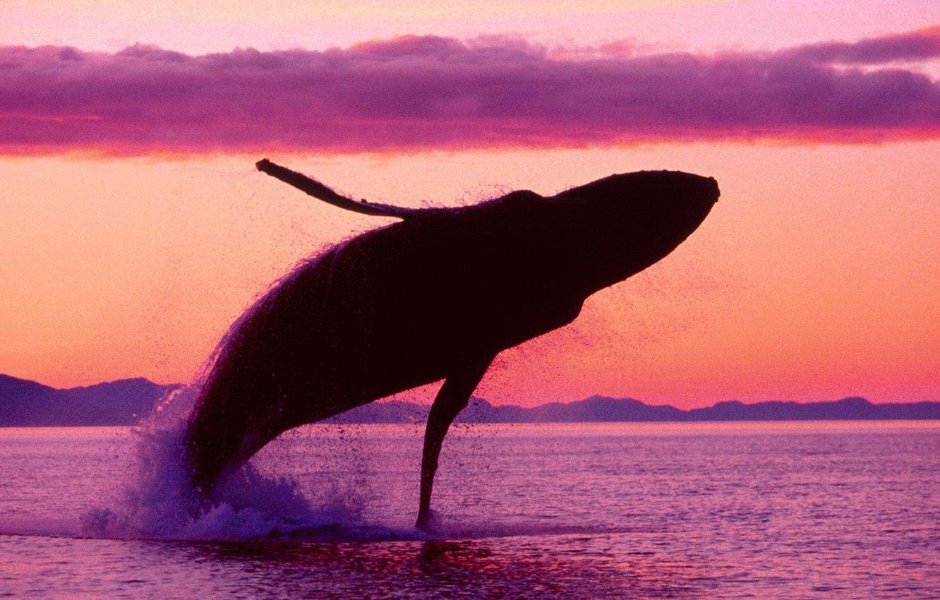 1332x850 Wallpaper Alaska, sea, ocean, sunset, flight, crimson, humpback, Whale image for desktop, section животные