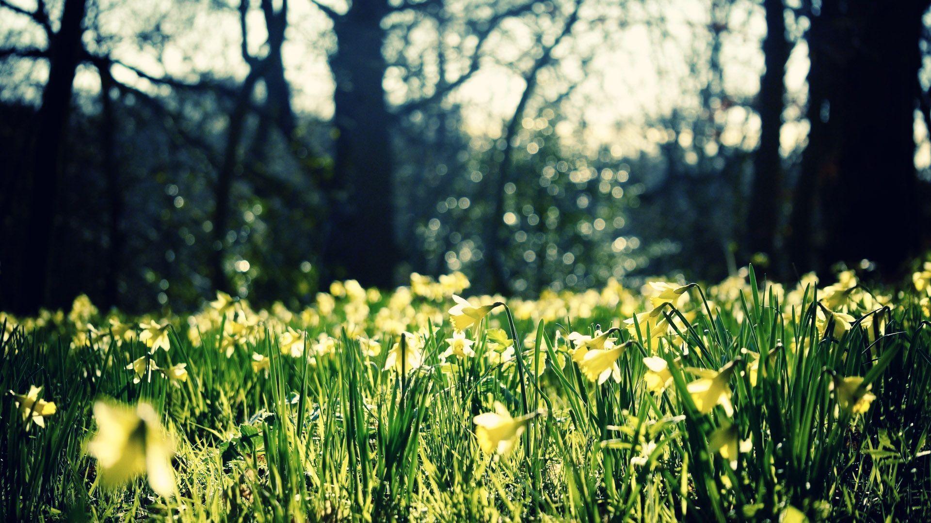 1920x1080 New HD Wallpaper. Nature, Nature wallpaper, Plants