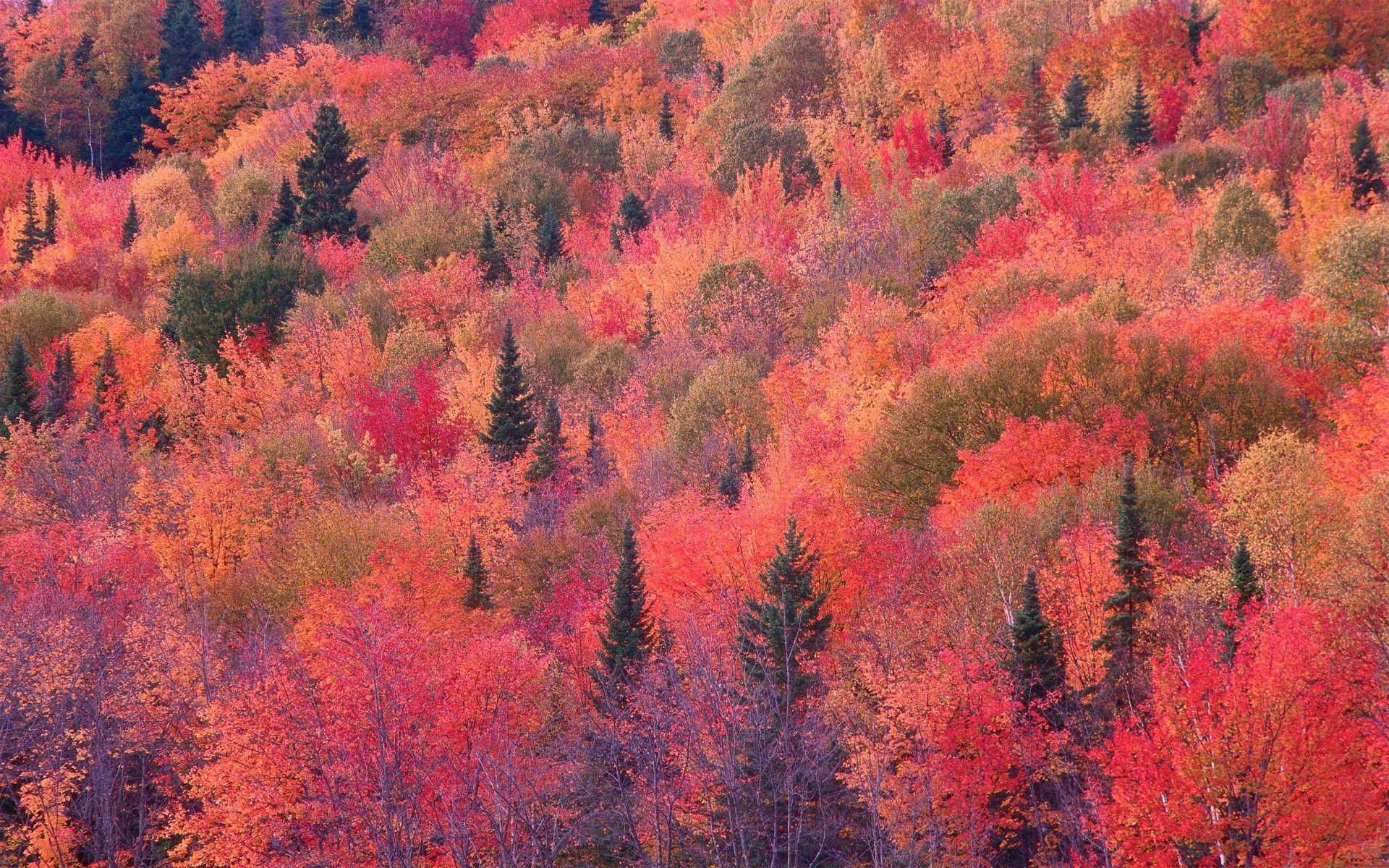 1920x1200 Nature Wallpaper Free Download Screensaver Nature Patterns Wallpaper & Background Download