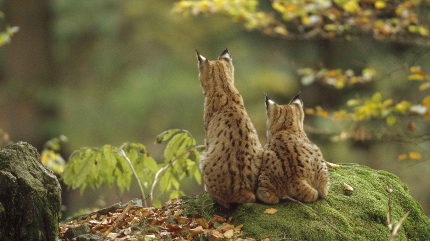 1366x768 New Nature Desktop Wallpaper For Mac