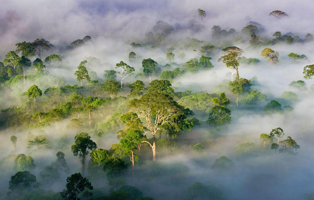 1332x850 Wallpaper forest, trees, fog, Malaysia, Sabah image for desktop, section природа