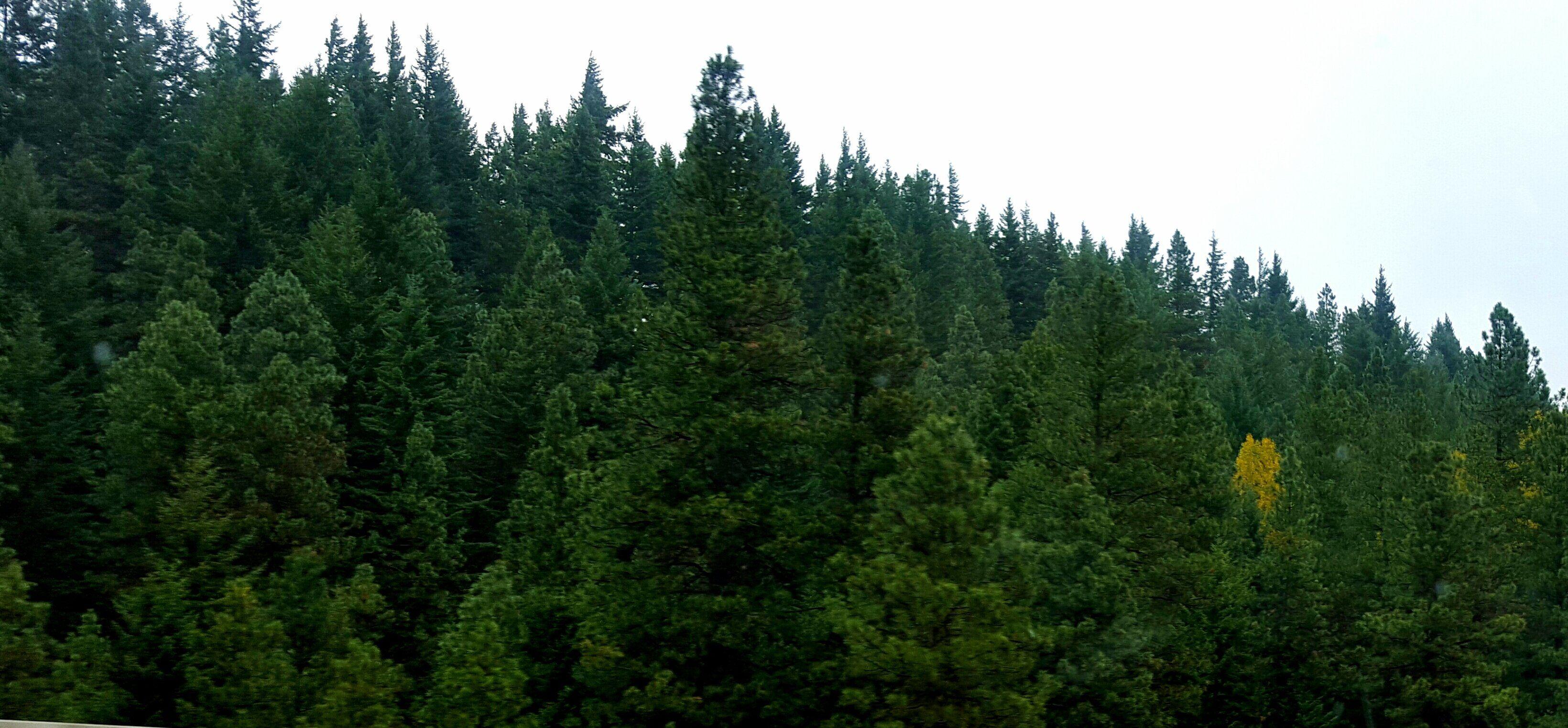 3280x1524 The Beginning of Fall in Seattle Washington HD wallpaper