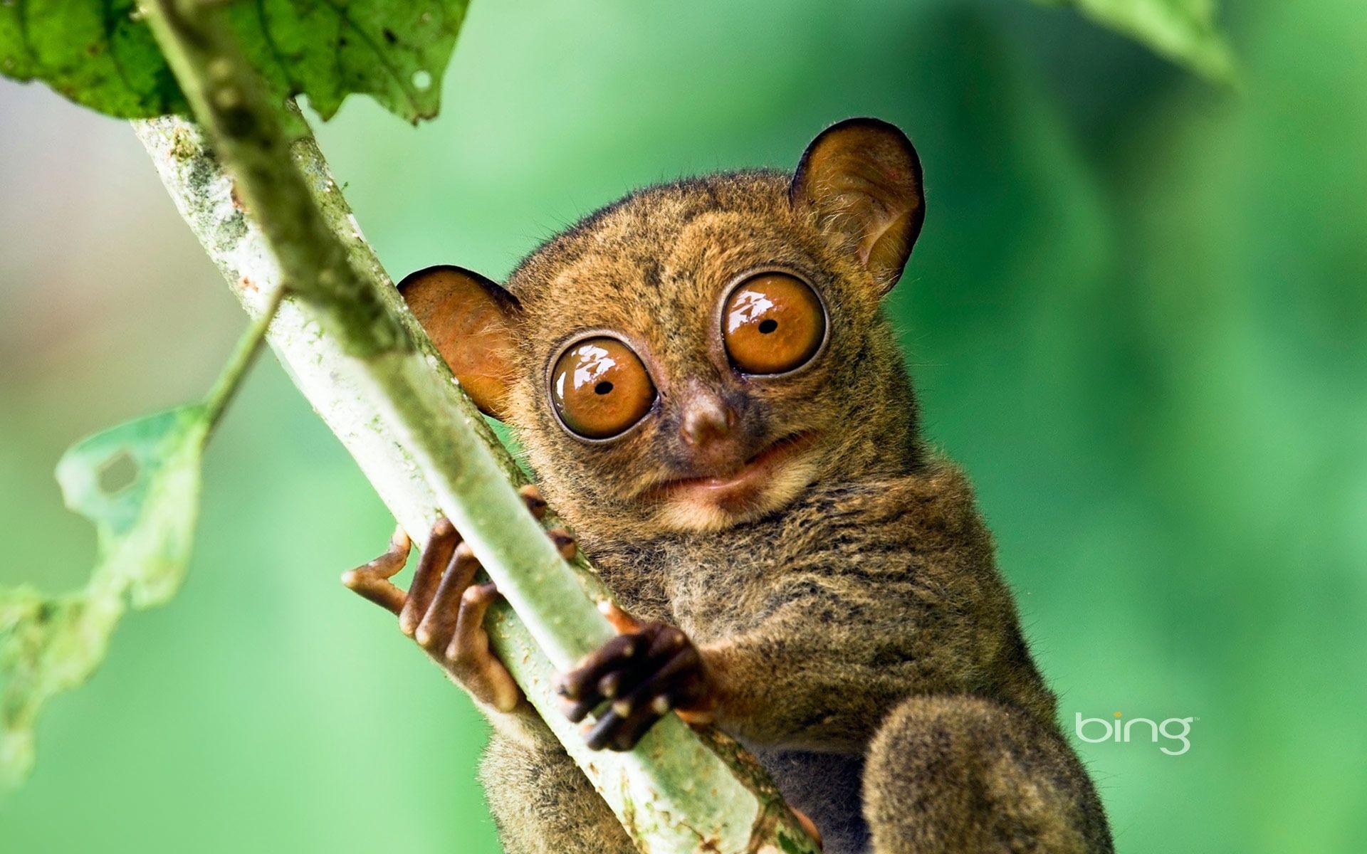 1920x1200 Horsfield's tarsier in the rainforest of Danum Valley, Sabah, Borneo