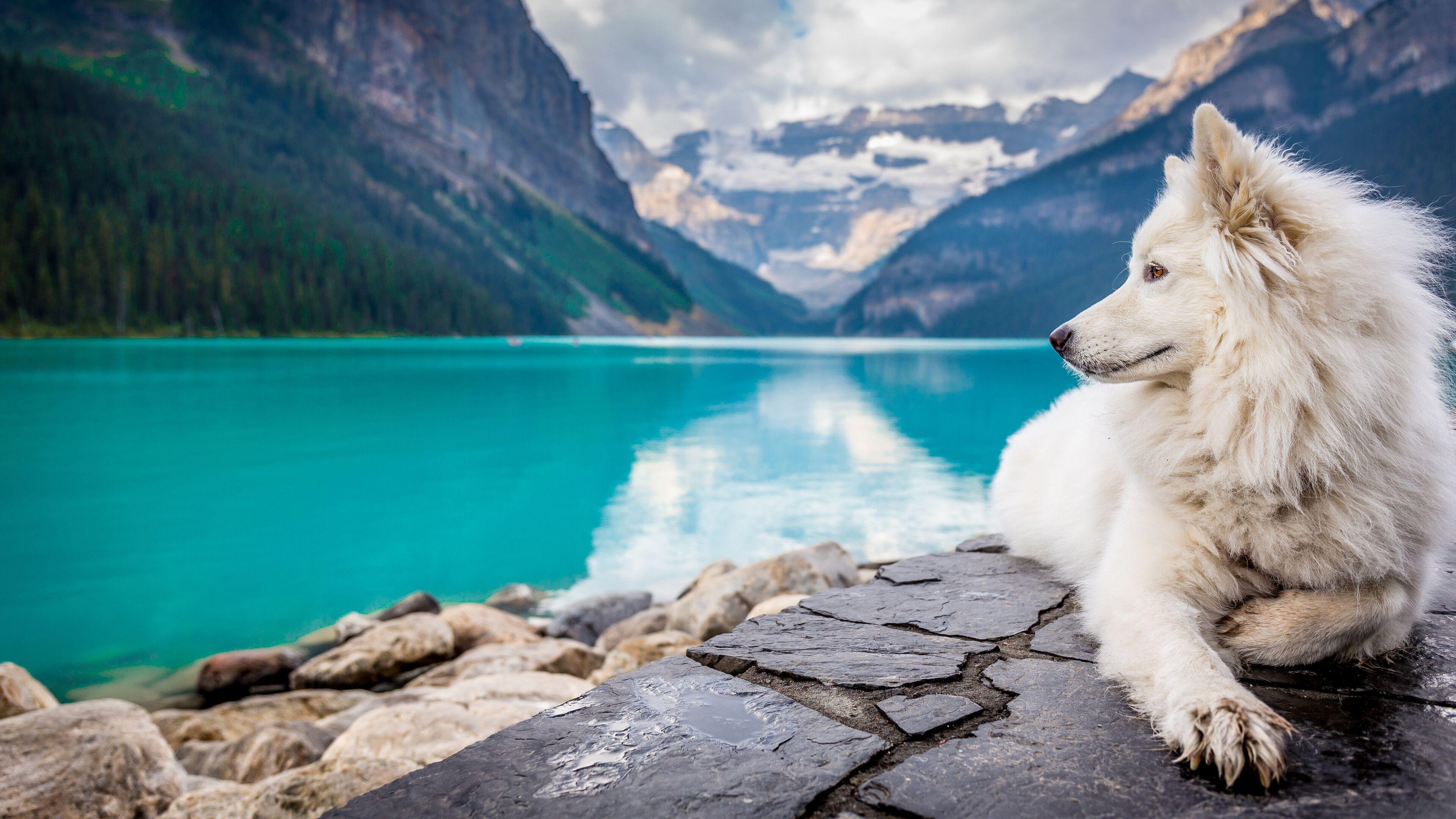 3840x2160 4K Cute Dog Wallpaper