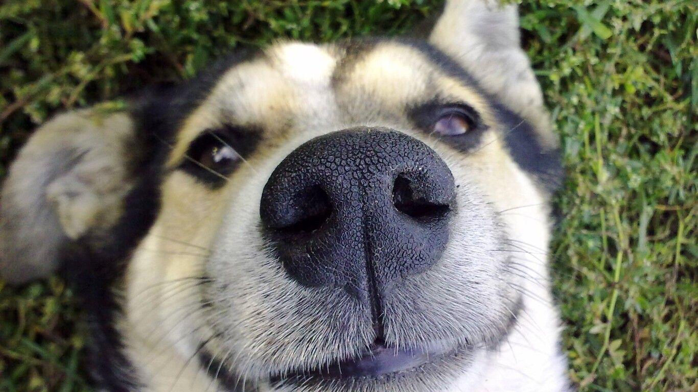 1366x768 Dog Nose 1366x768 Resolution HD 4k Wallpaper, Image, Background, Photo and Picture