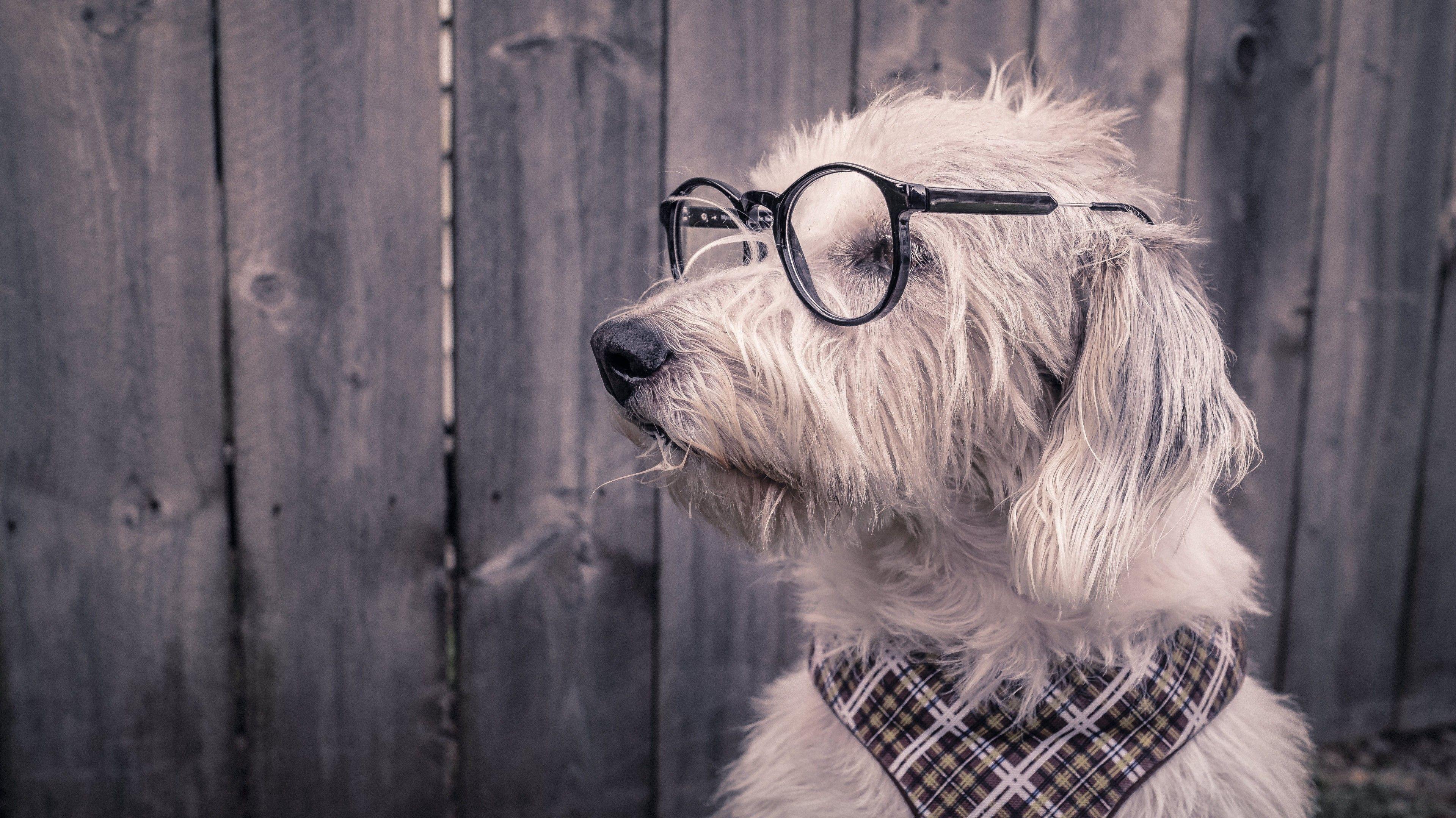 3840x2160 Dog 4K Wallpaper, Funny, Glasses, Wooden background, 5K, Animals