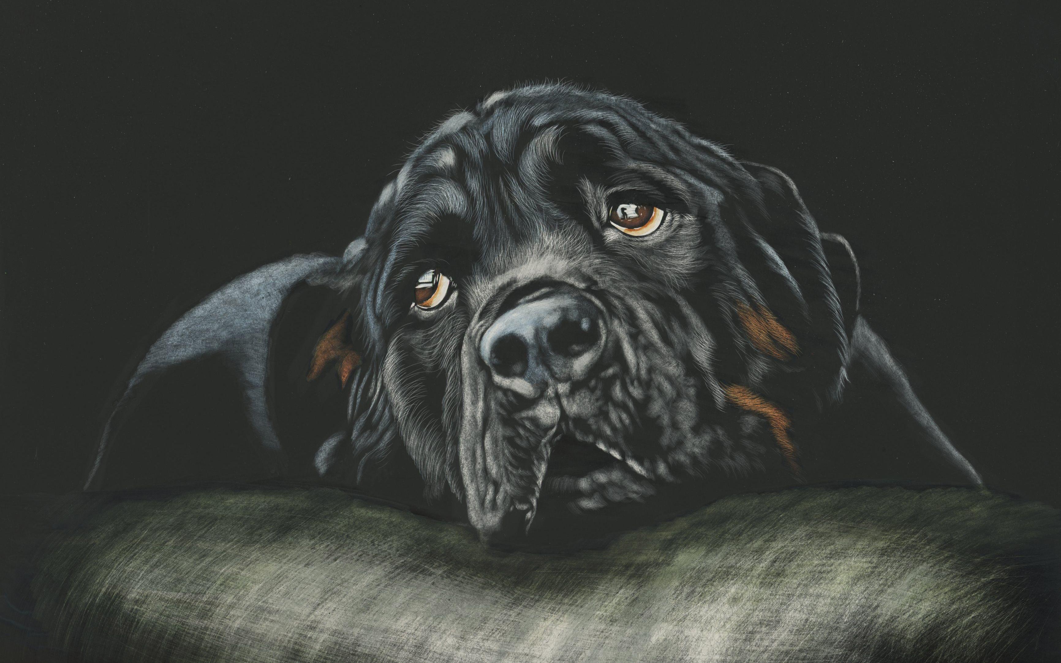 3464x2165 Black Rottweiler Breed Dog 4K Wallpaper