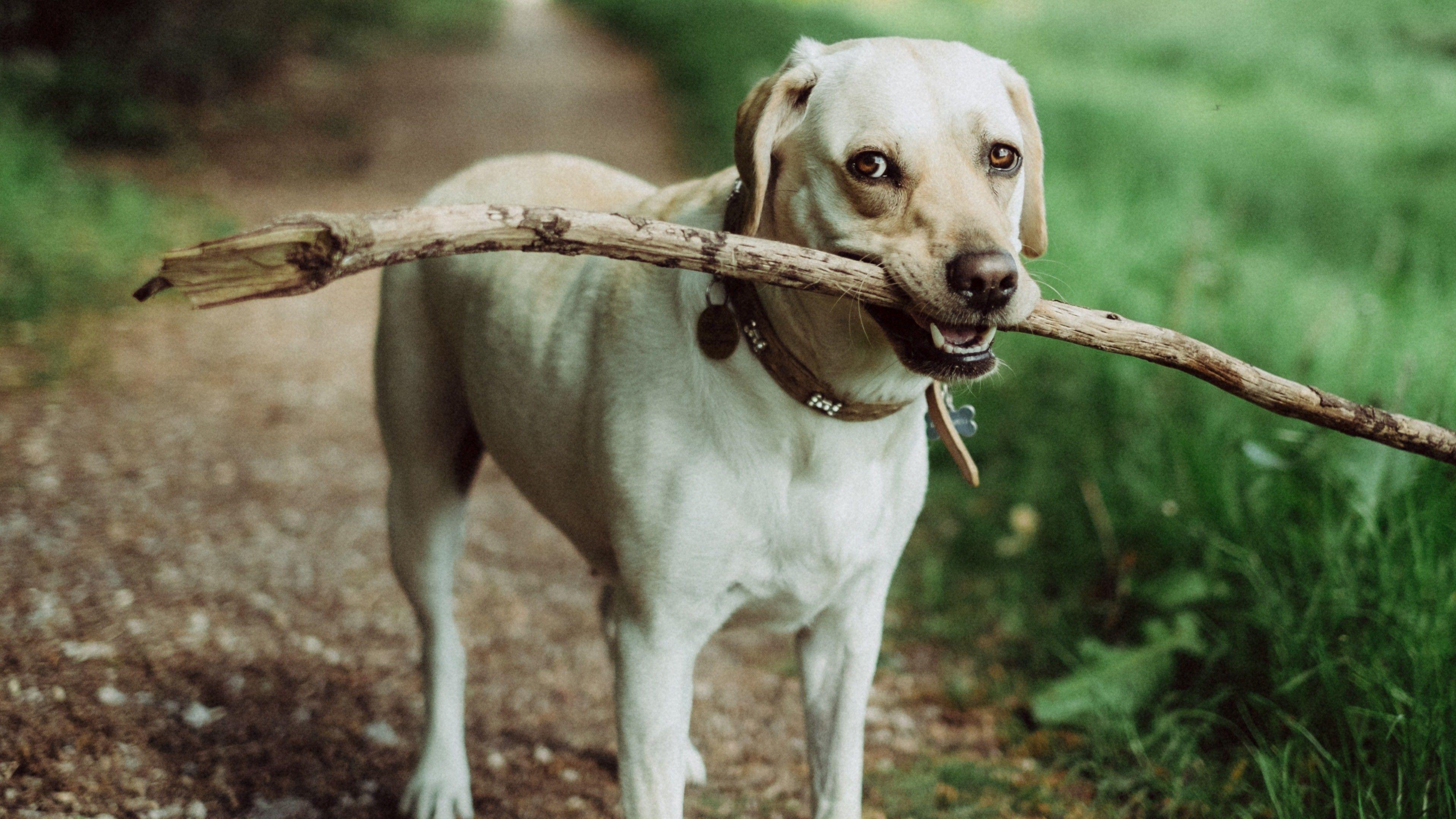 3840x2159 White Dog 4K Wallpaper