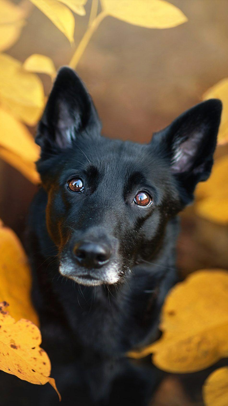 950x1689 Black Pet Dog Leaves Fall 4K Ultra HD Mobile Wallpaper