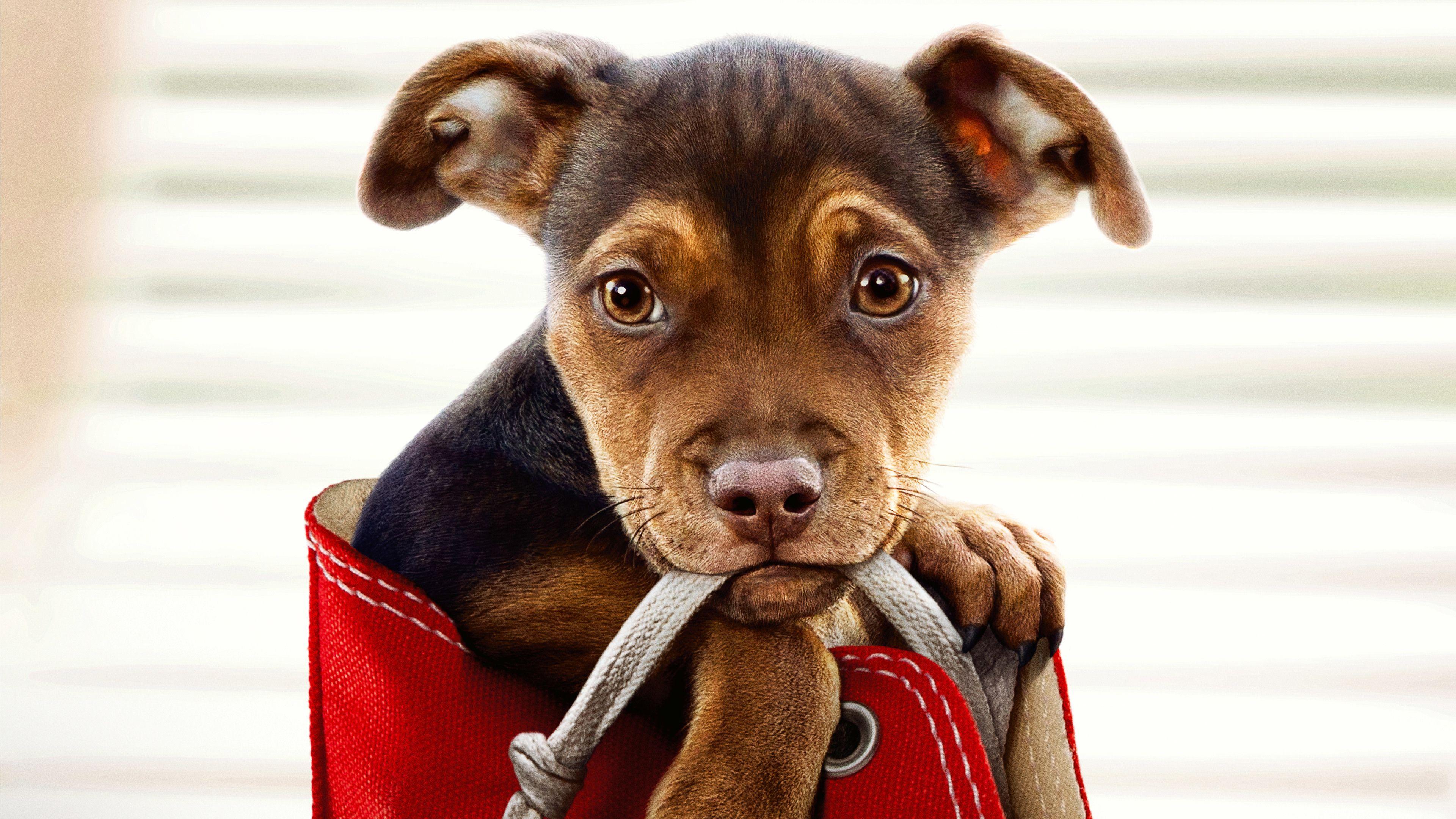 3840x2160 Wallpaper 4k A Dogs Way Home Movie 2019 2019 Movies Wallpaper, 4k Wallpaper, 5k Wallpaper, A Dogs Way Home Wallpaper, Animals Wallpaper, Dogs Wallpaper, Hd Wallpaper, Movies Wallpaper