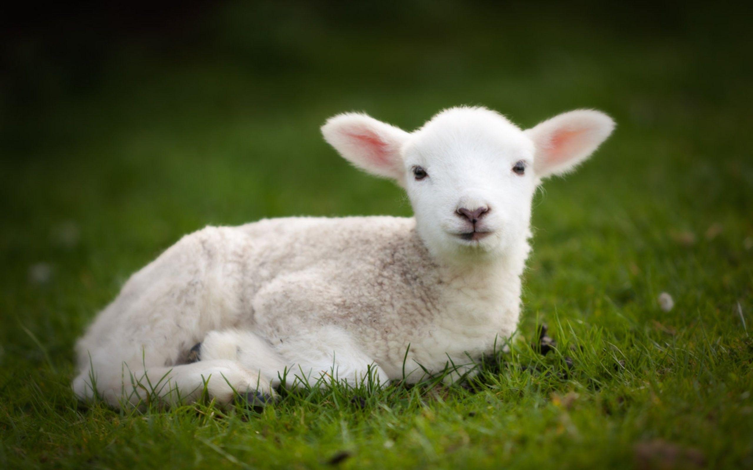 2560x1600 Cute Baby Sheep Wallpaper Src Widescreen Cute Baby Lamb HD Wallpaper