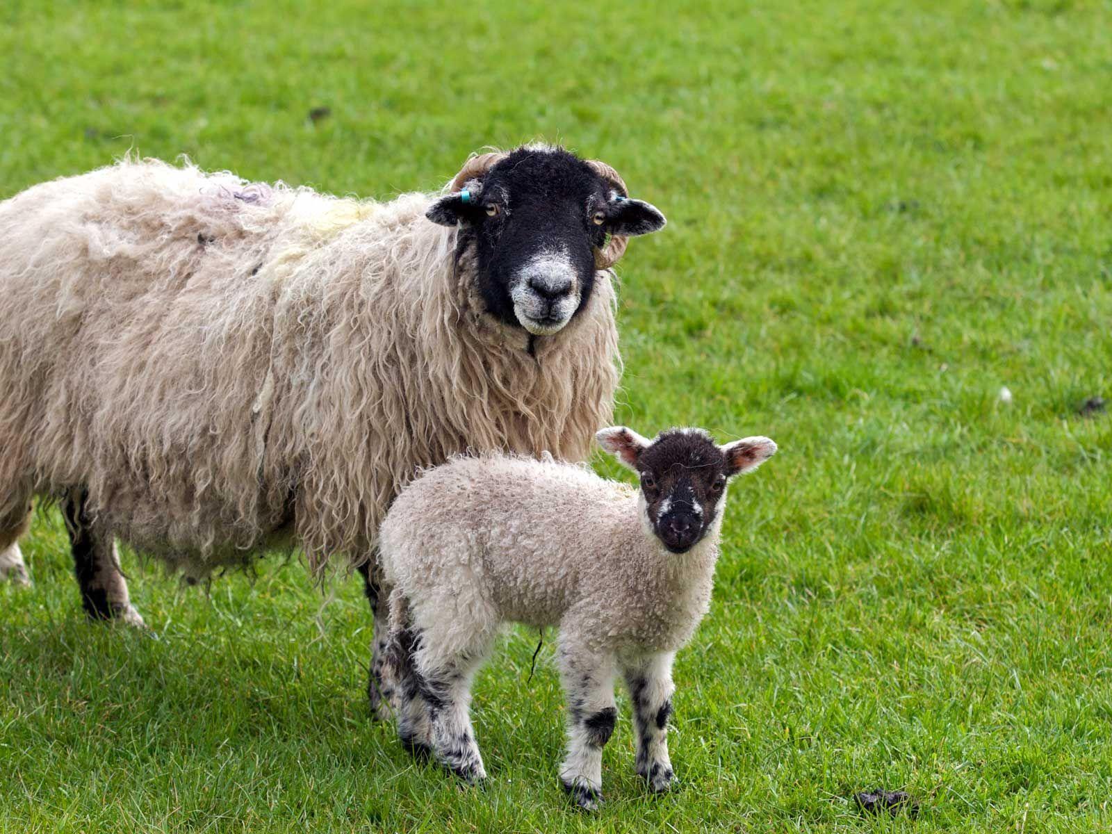 1600x1200 Sheep IN ART WATERCOLORS Image. Baby animals, Sheep and lamb, Cute sheep