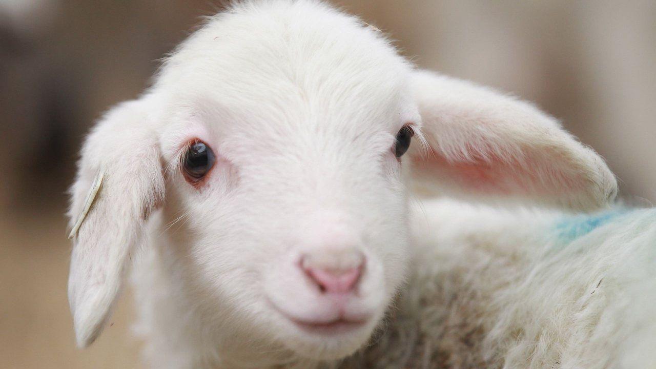 1280x720 Cute Lamb Picture Wallpaper Inn. Lamb, Lamb picture, Cute lamb