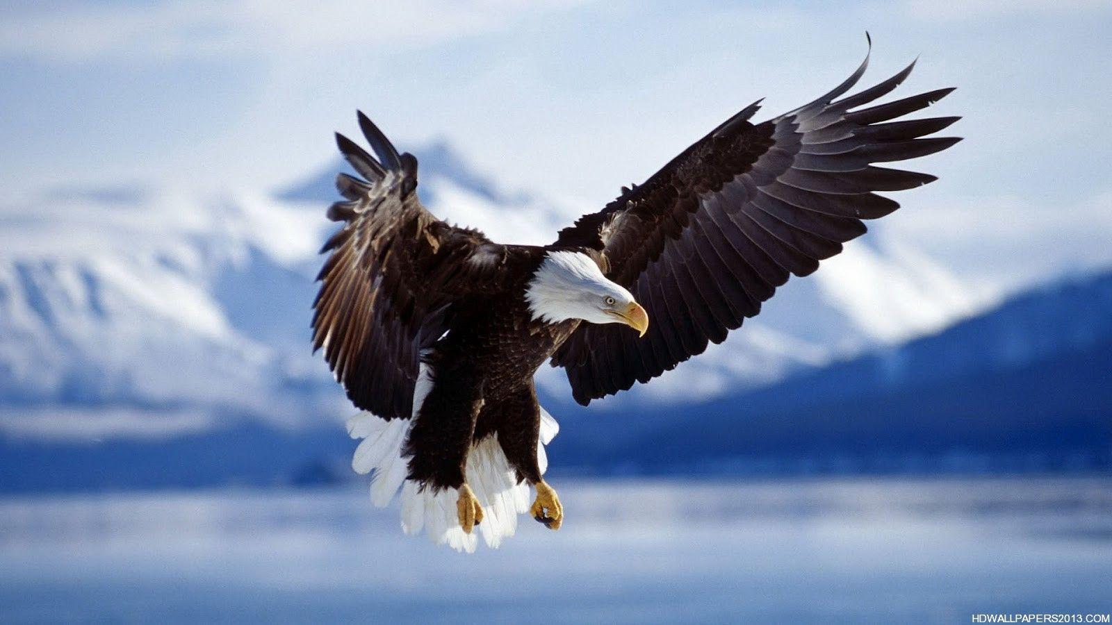 1600x900 Eagle Pics Wallpaper